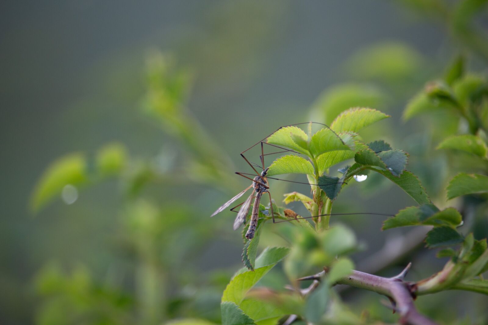 Canon EOS 100D (EOS Rebel SL1 / EOS Kiss X7) sample photo. Crane-fly, fly, insect photography