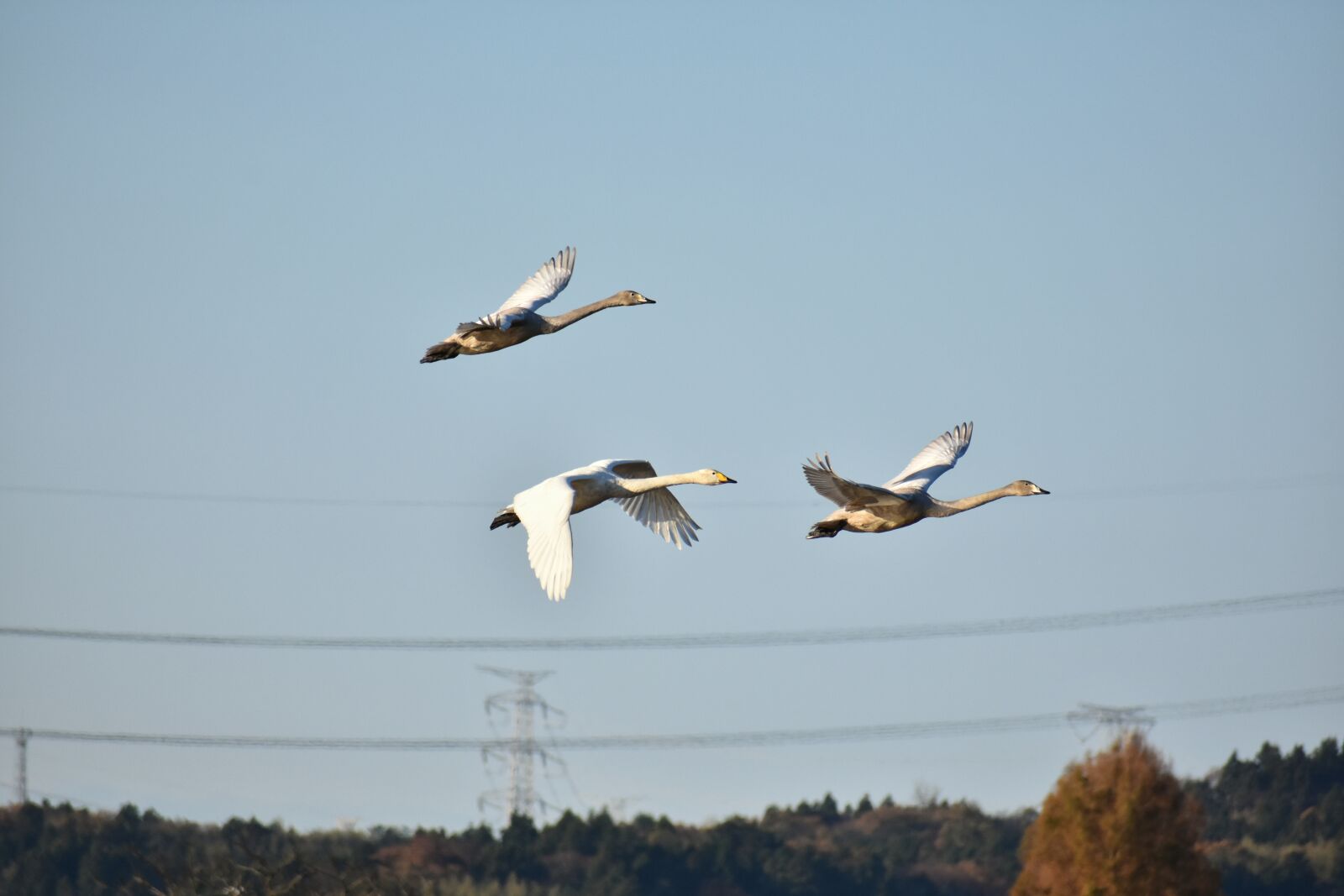Nikon D7200 sample photo. Animal, sky, morning photography