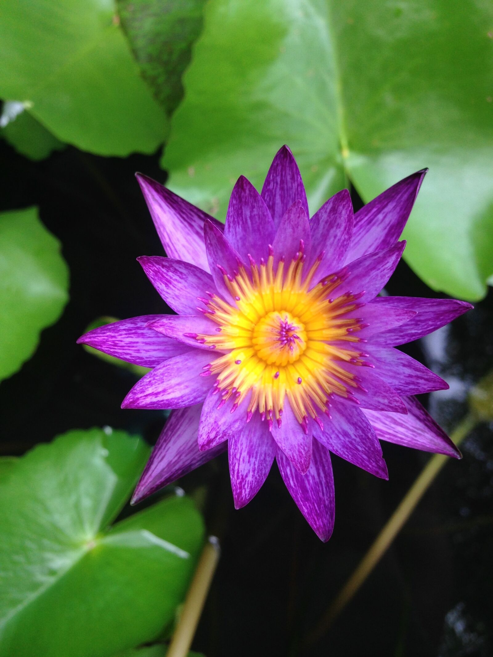 iPhone 5 back camera 4.12mm f/2.4 sample photo. Flower, lotus, violet photography