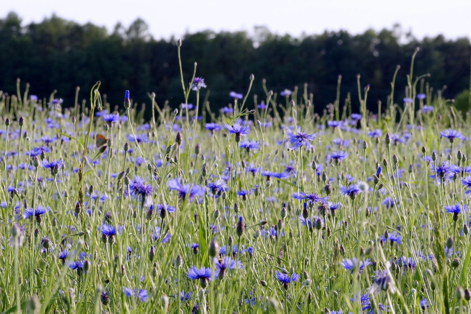 Pentax K-S2 sample photo. Cornflowers, flowers, the beasts photography