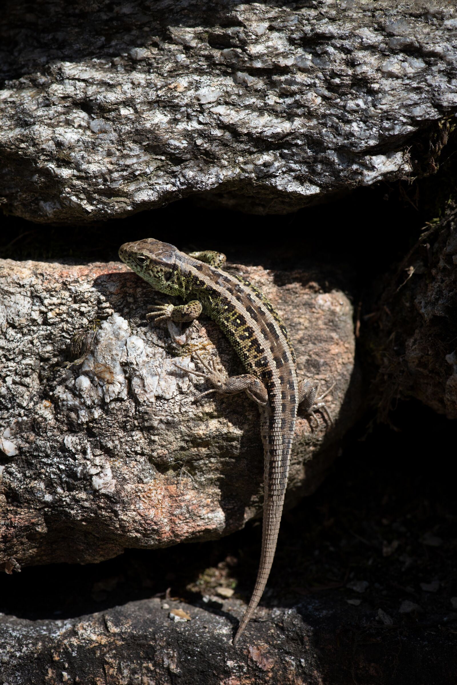 Nikon D750 sample photo. Lizard, animal, reptile photography
