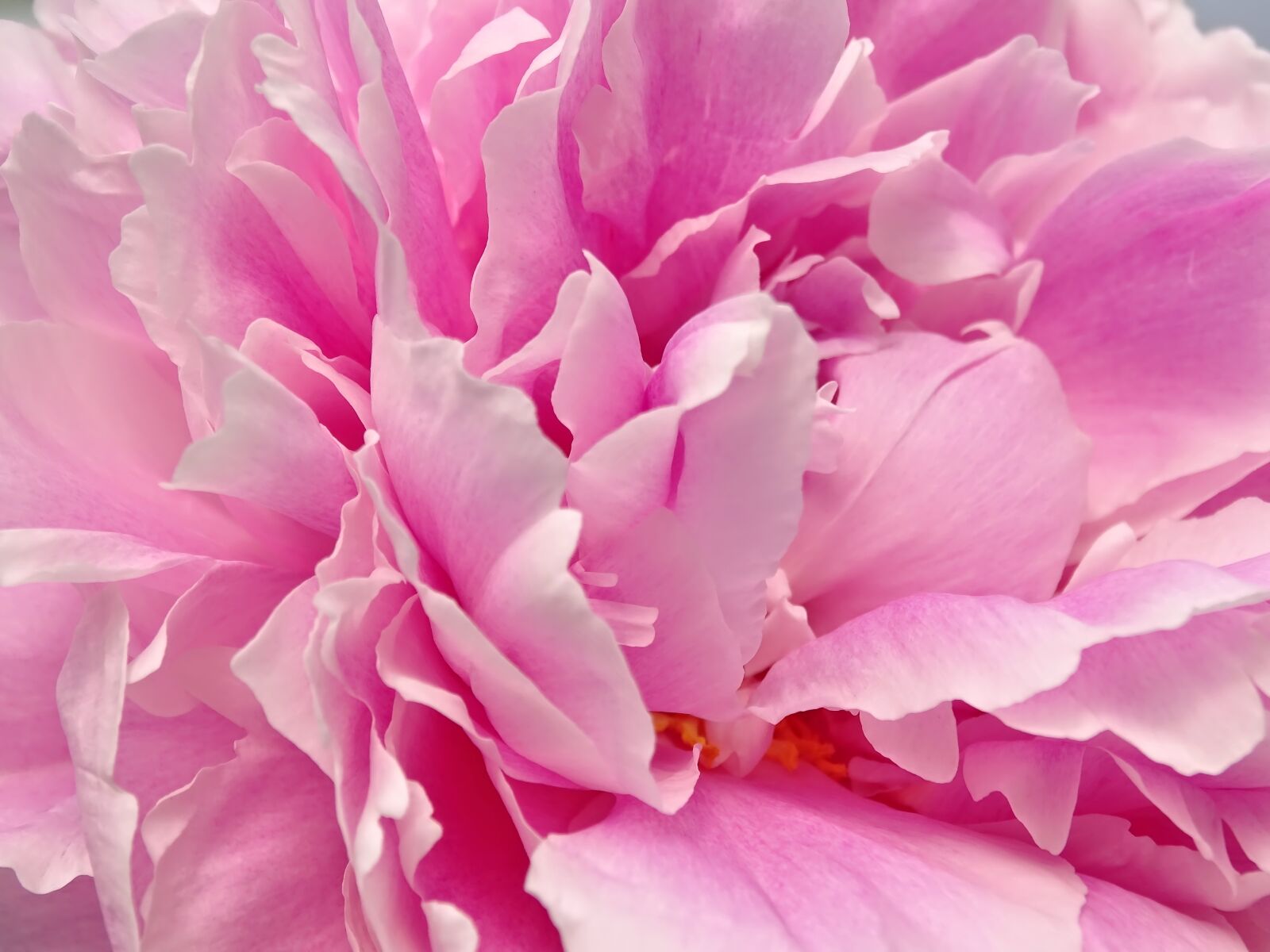 Sony Cyber-shot DSC-HX400V sample photo. Peony, the heart of photography