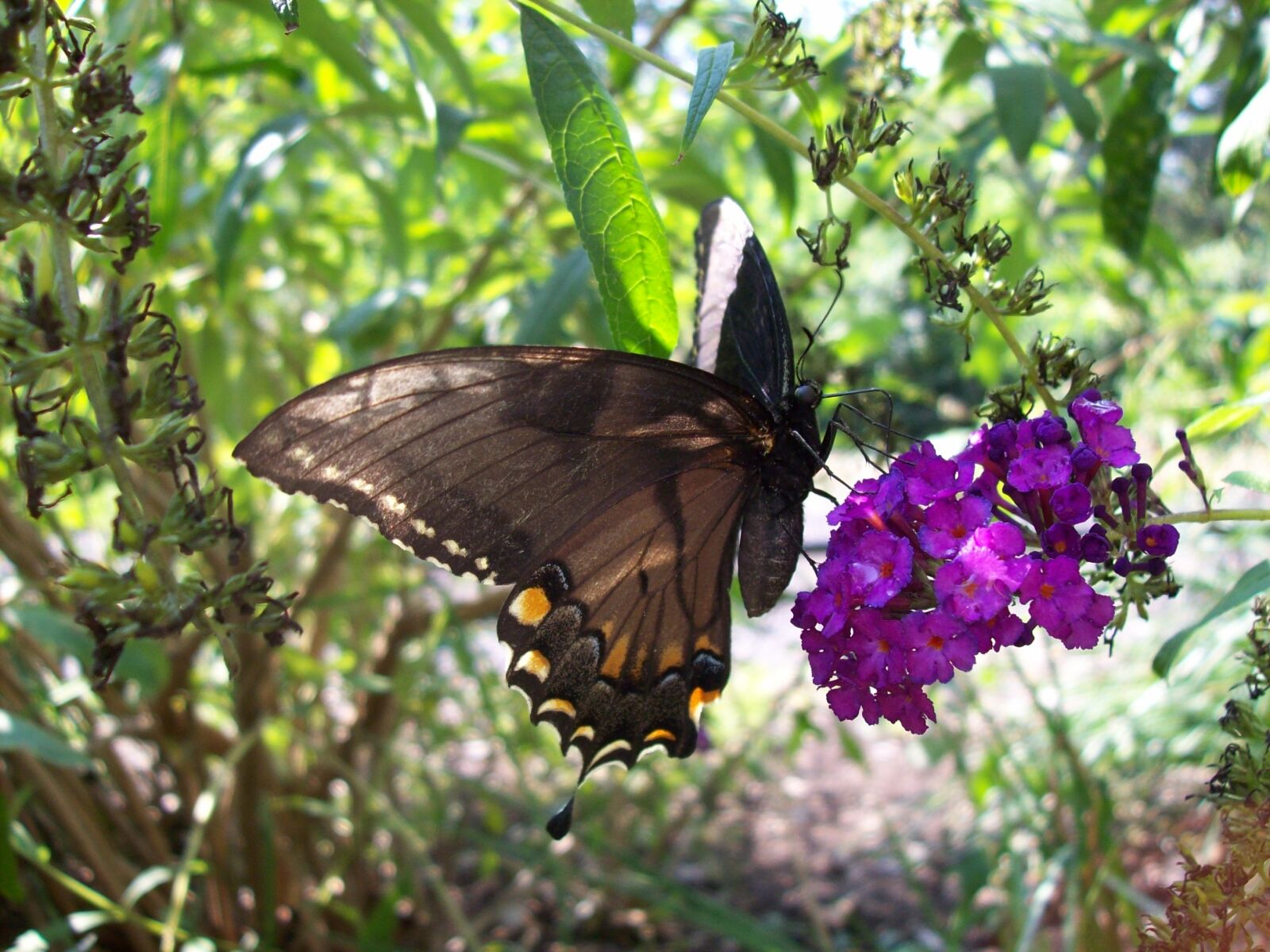Kodak EASYSHARE C613 ZOOM DIGITAL CAMERA sample photo. Butterfly, flowers, wings photography