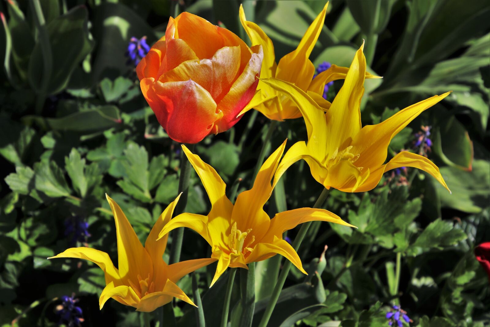 Canon EOS 80D sample photo. Tulips, spring, flower photography
