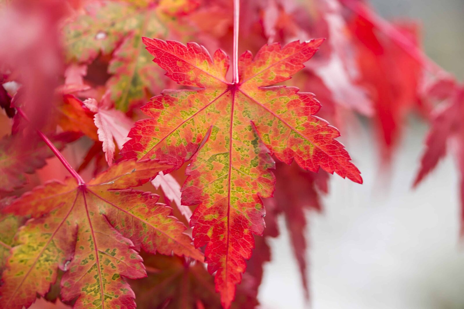 Canon EOS 1100D (EOS Rebel T3 / EOS Kiss X50) sample photo. Red leaf, flora, nature photography