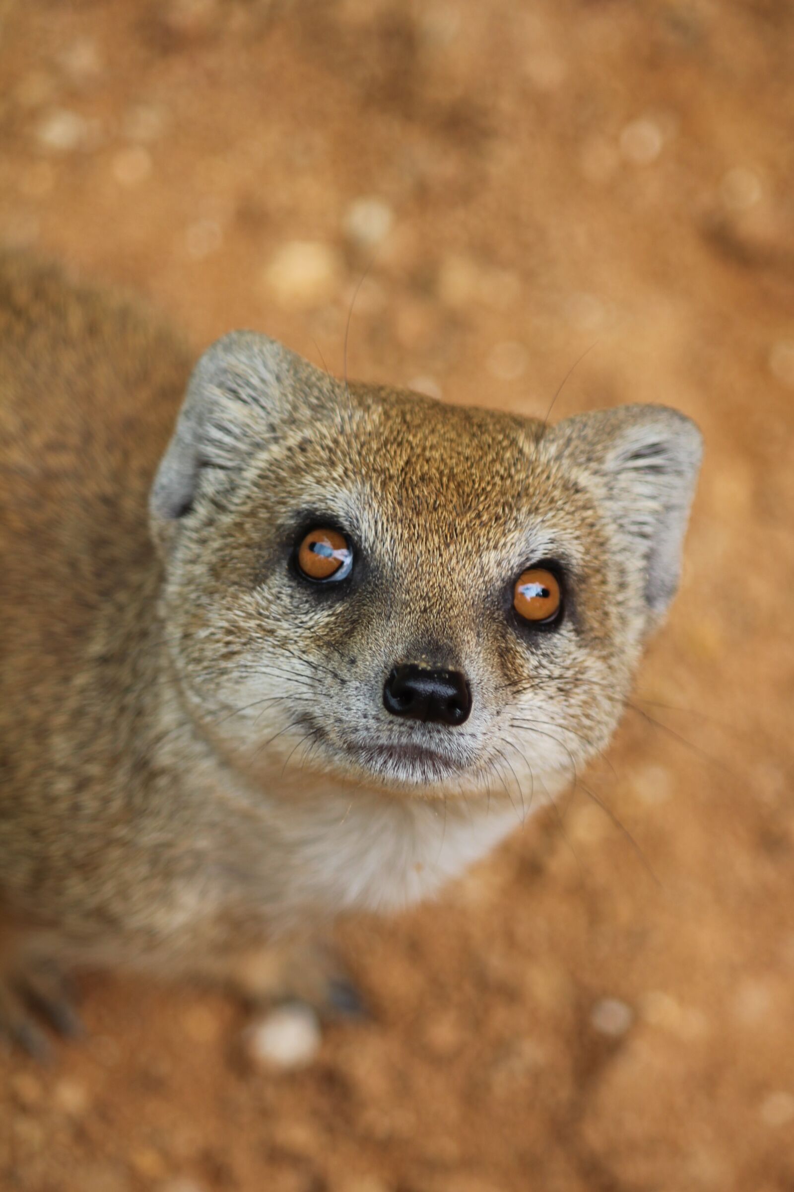 Canon EOS 550D (EOS Rebel T2i / EOS Kiss X4) sample photo. Mongoose, cat, curious photography