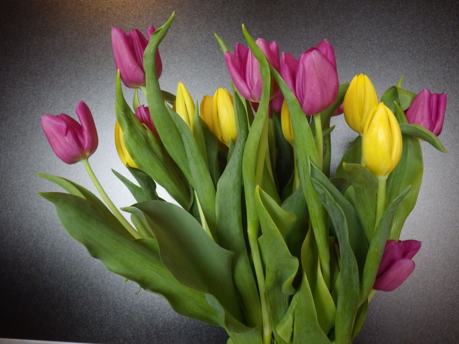 Pentax Optio WG-2 sample photo. Tulips, spring, flowers photography