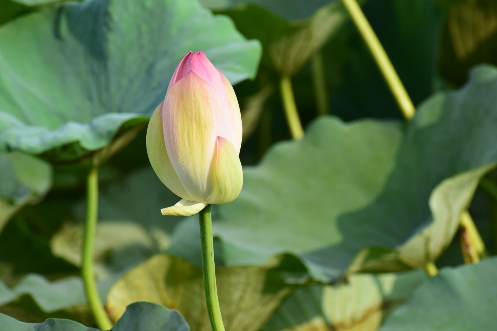 Nikon D3300 sample photo. Leave, stem, green photography