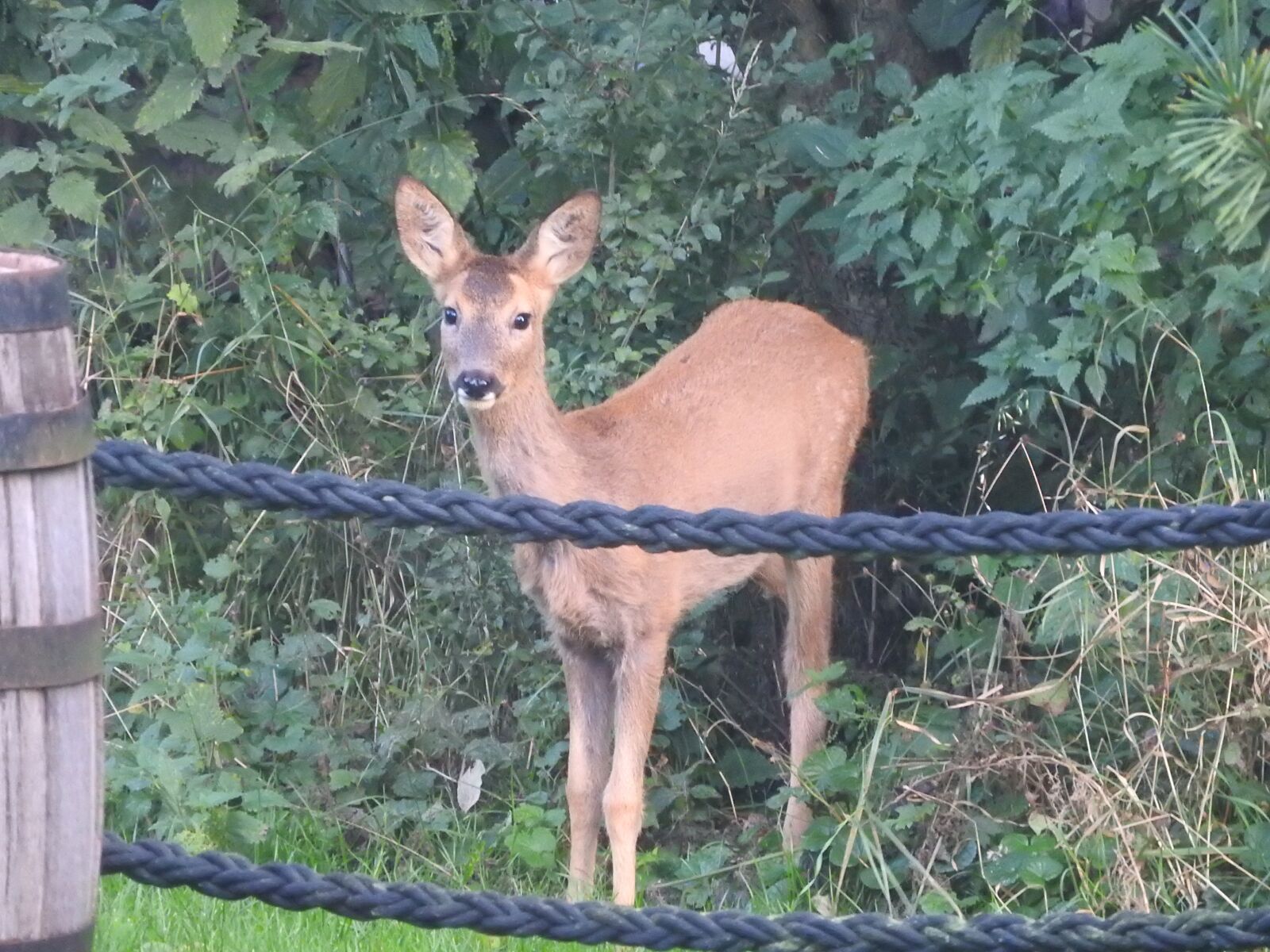 Nikon Coolpix P610 sample photo. Nature, roe deer, wild photography