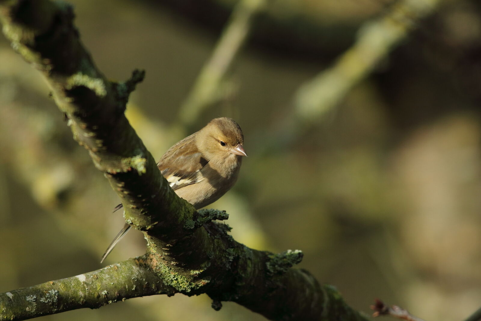 Canon EOS 5DS sample photo. Female chaffinch photography