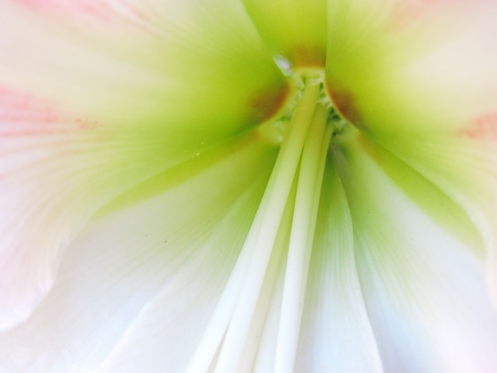 Nikon Coolpix P520 sample photo. Amaryllis, flower, micro photography