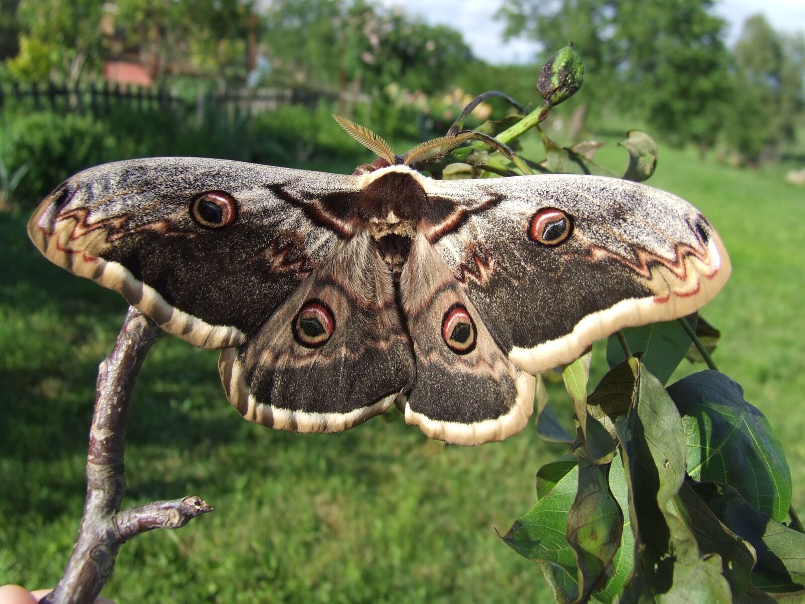 Fujifilm FinePix S5600 sample photo. Butterfly, pear-shaped, fly photography