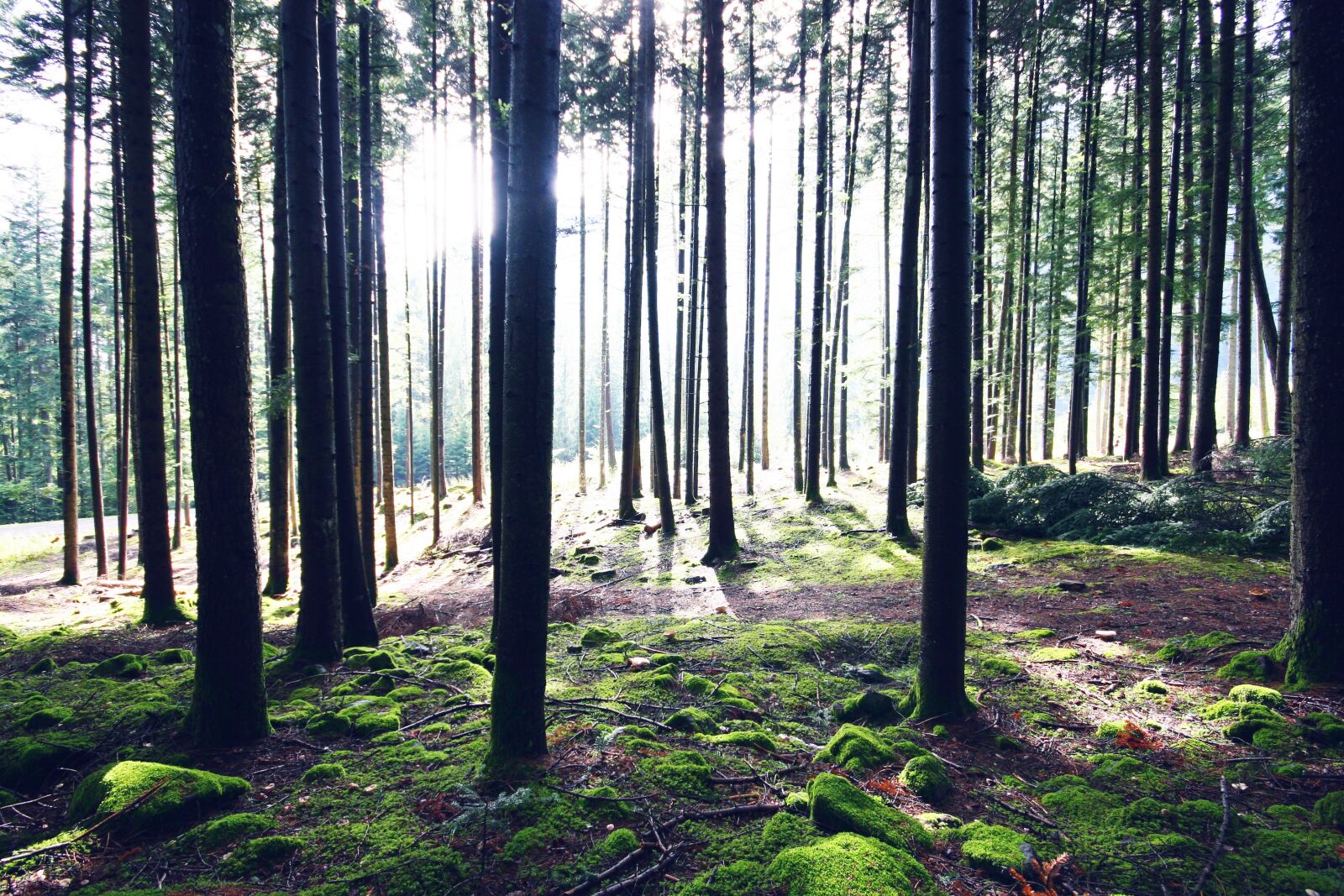 Canon EOS 30D sample photo. Forest, trentino, mountain photography