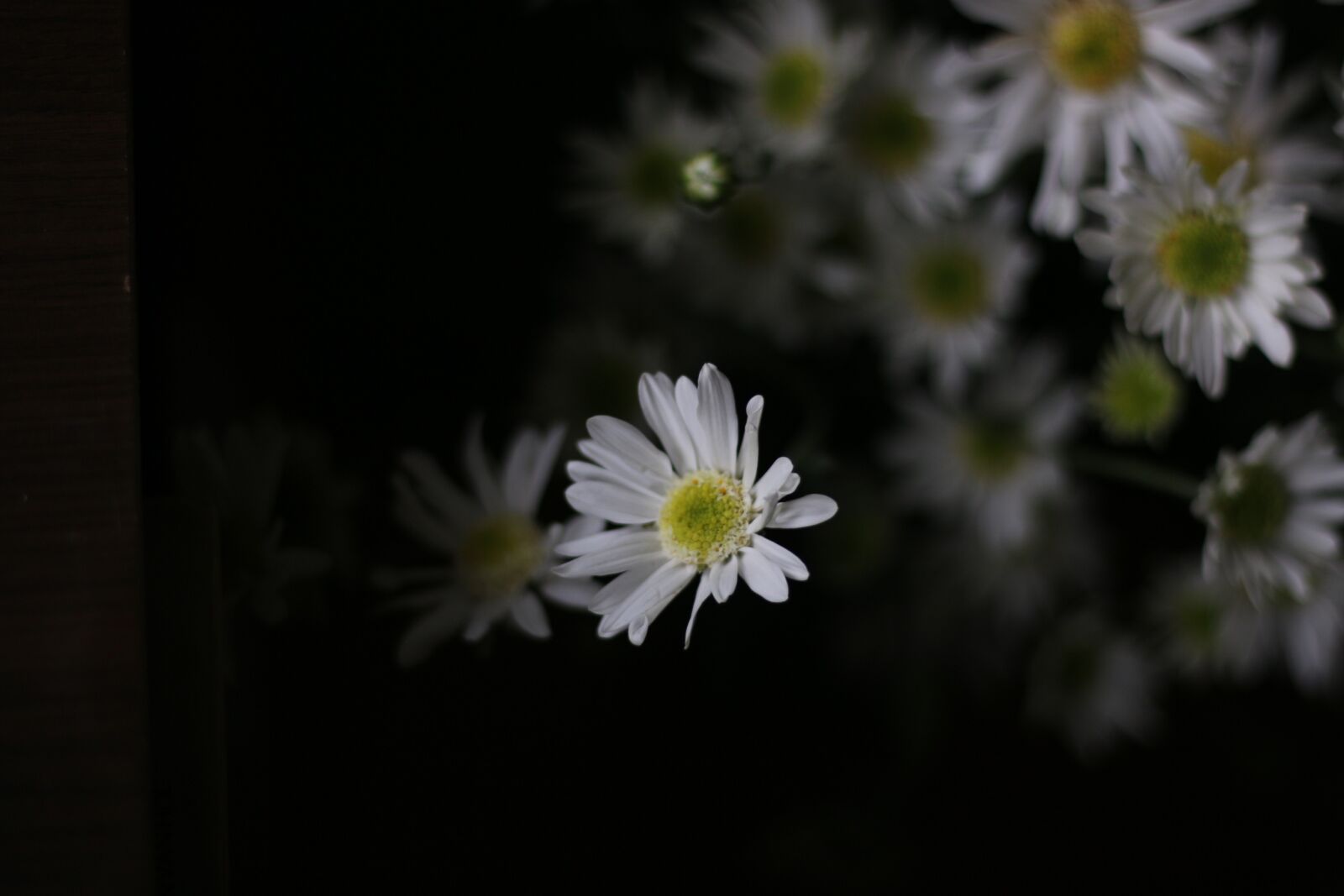Canon EOS 70D + Canon EF 50mm F1.8 STM sample photo. Chrysanthemum, vietnam, flower photography