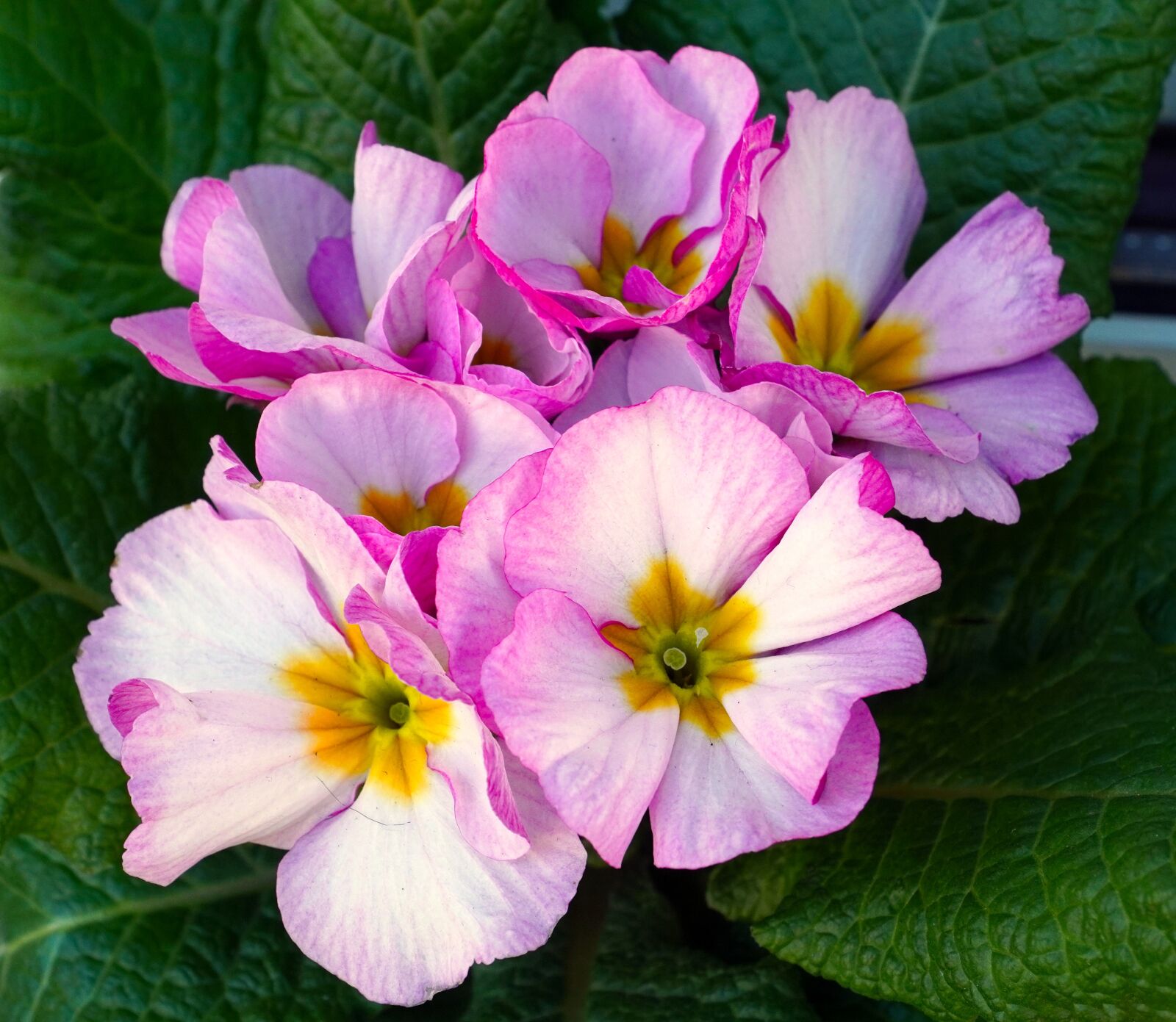Sony E PZ 18-105mm F4 G OSS sample photo. Primroses, flowers, blossom photography
