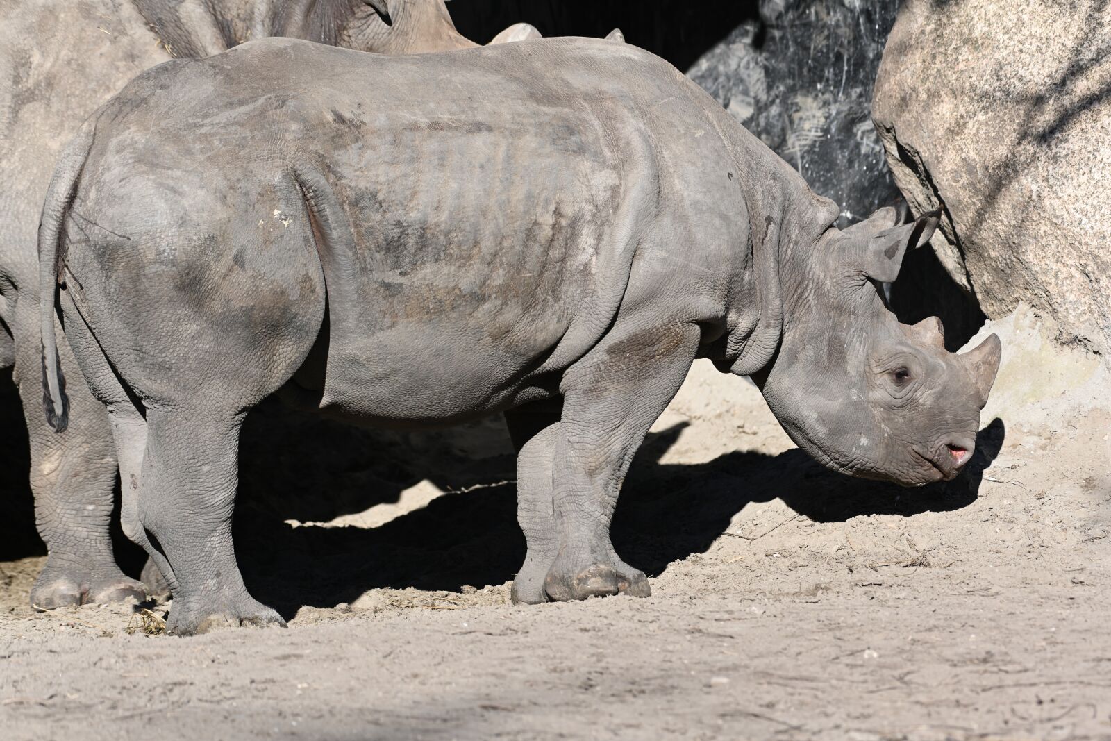 Nikon Z7 sample photo. Rhino, zoo, africa photography