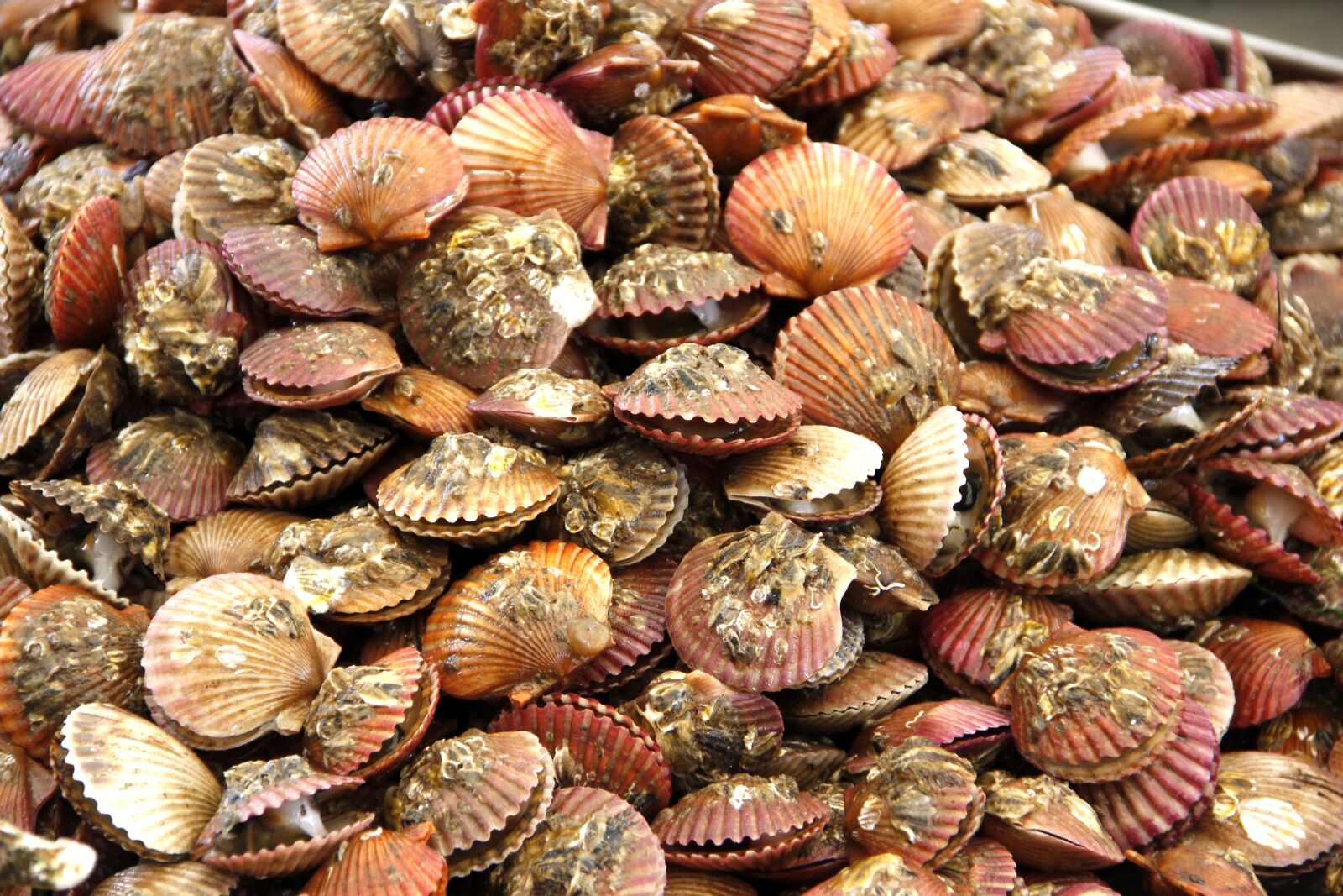 Canon EOS 550D (EOS Rebel T2i / EOS Kiss X4) sample photo. Seafood, shell, gourmet photography