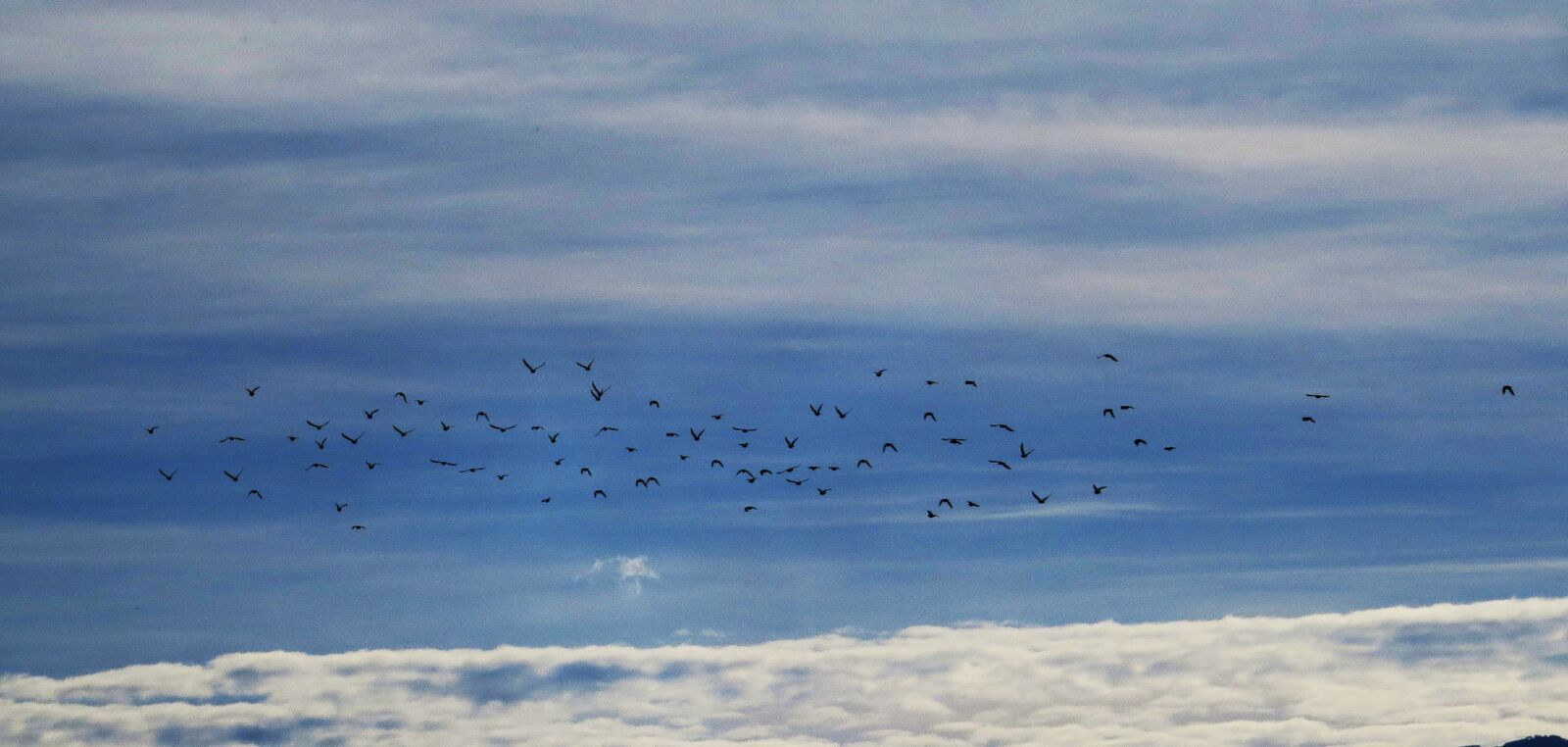 Canon PowerShot SX50 HS sample photo. Nature, birds, sky photography