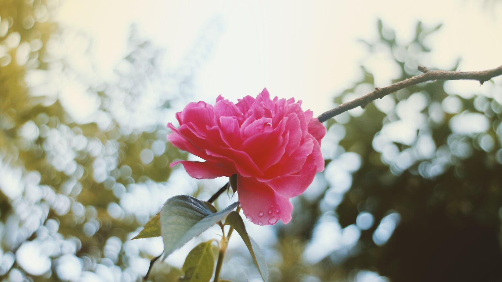 Canon EOS M3 sample photo. Flower photography