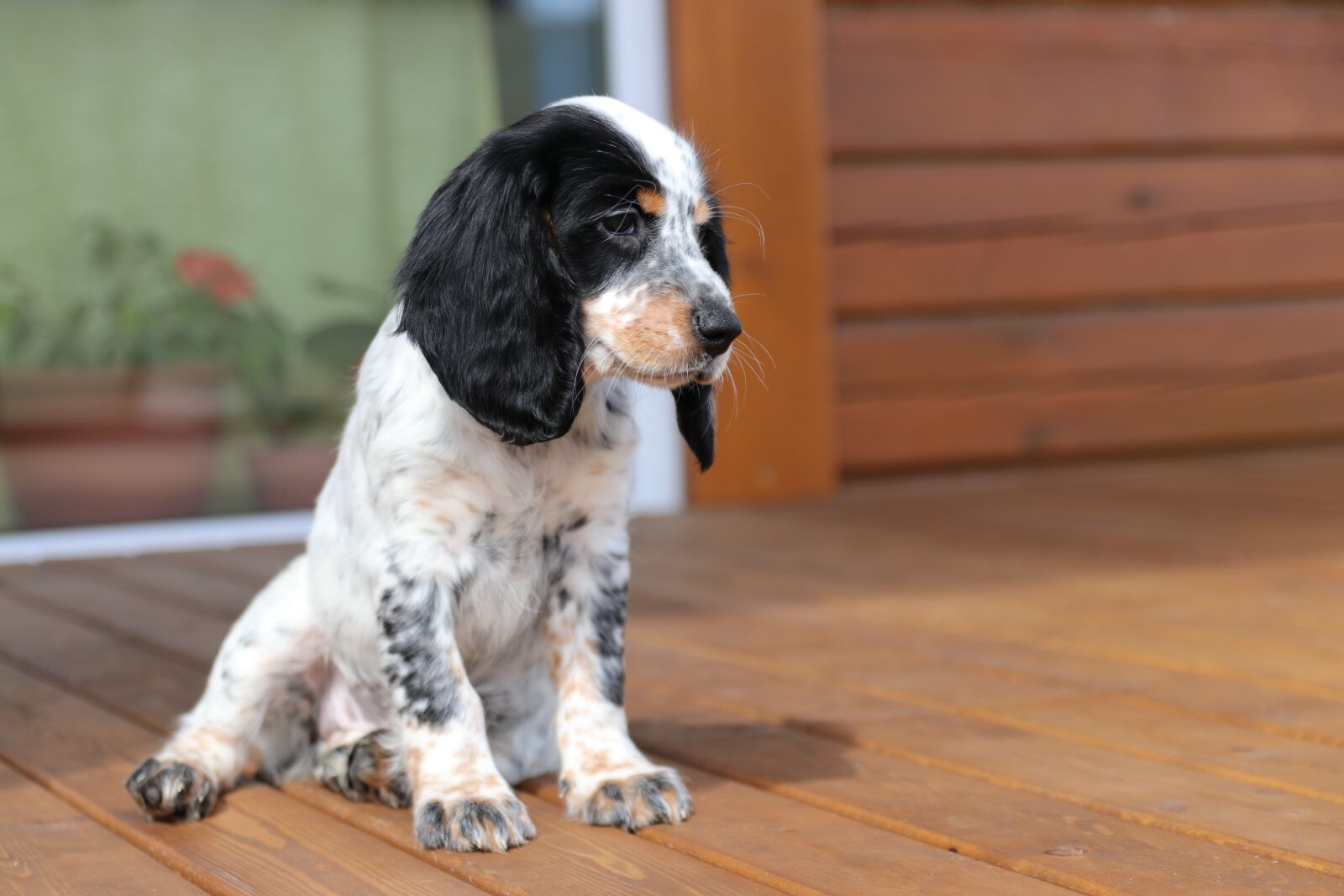 Canon EOS 80D sample photo. Spaniel, puppy, dog photography