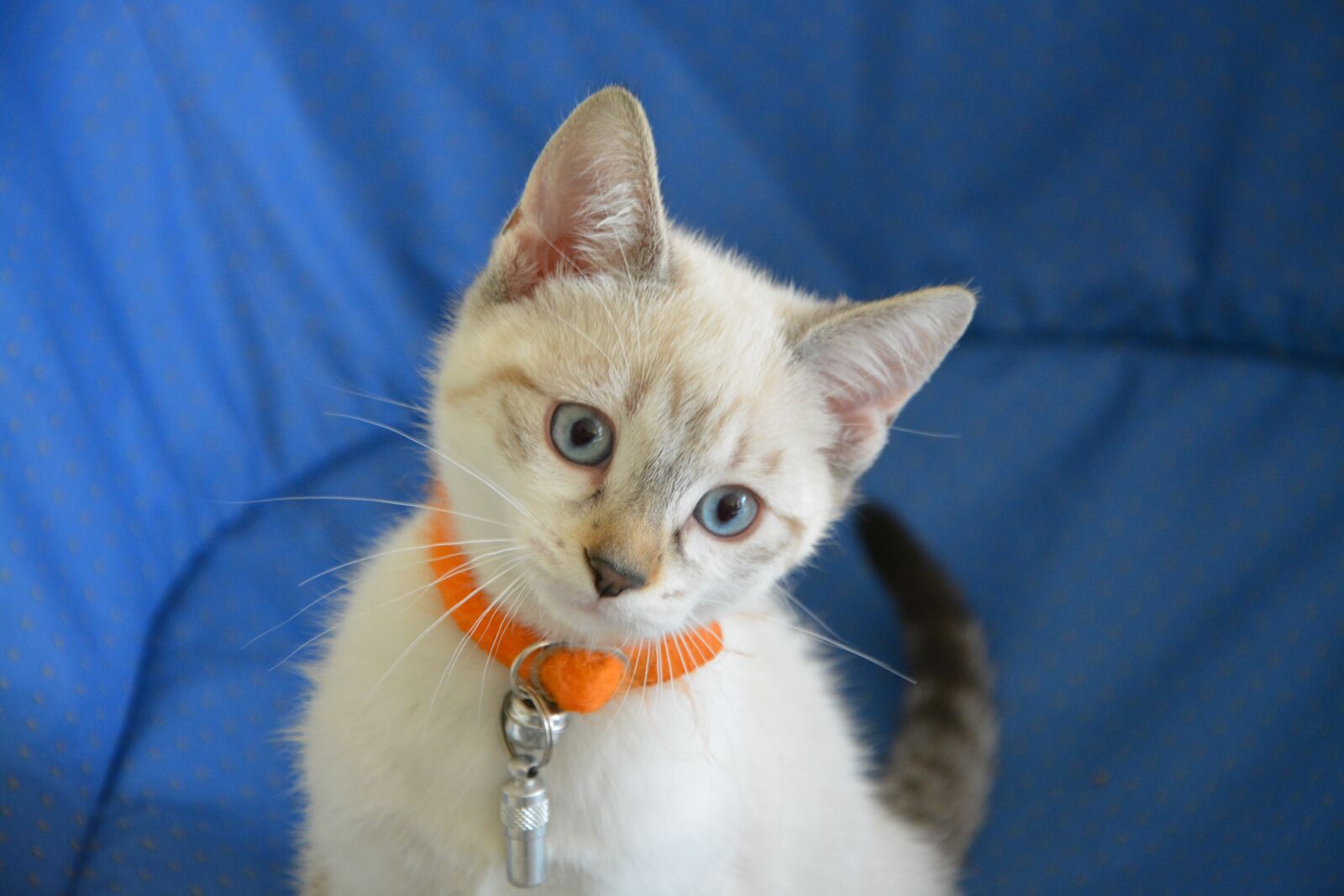 Nikon D5200 sample photo. Kitten, cat, cat eyes photography
