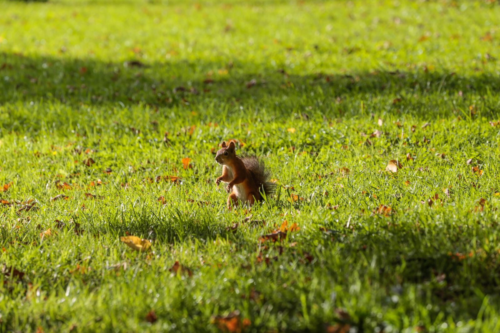 Canon EOS 6D + Canon EF 70-200mm F4L USM sample photo. Autumn, beauty, paint photography