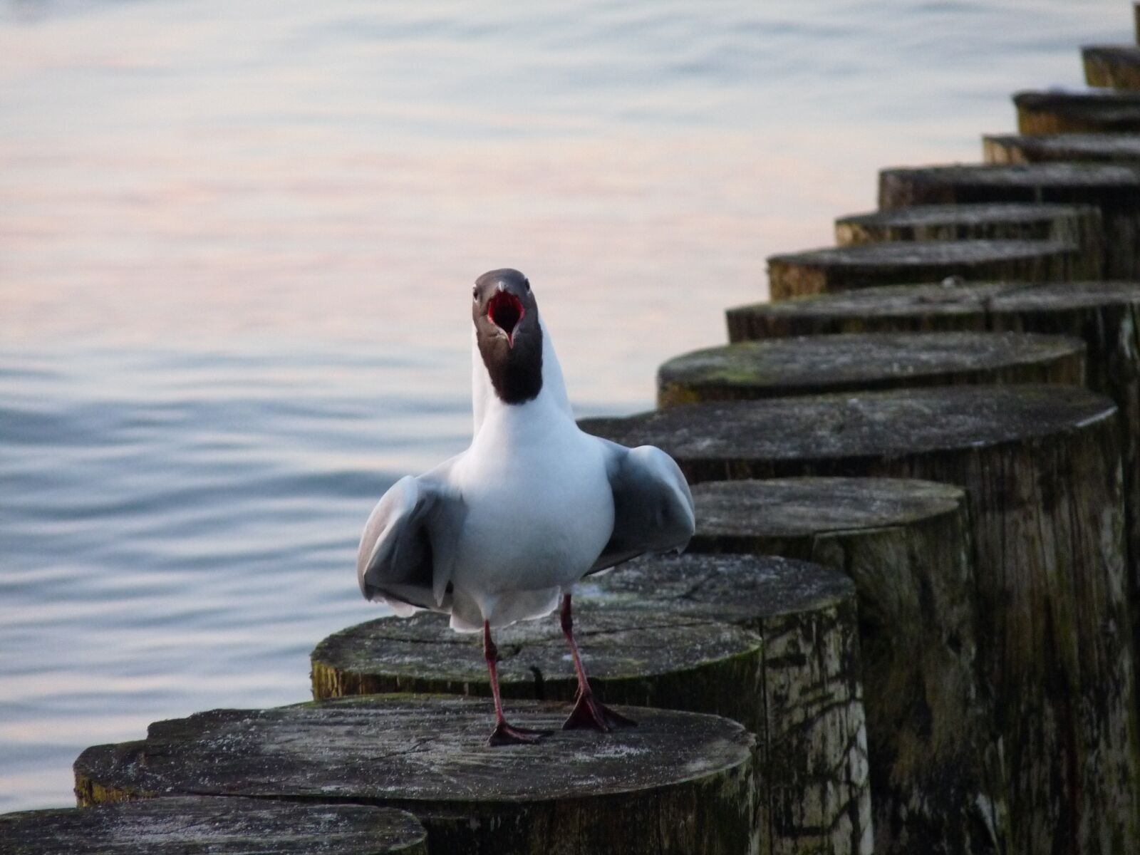 Panasonic Lumix DMC-FZ28 sample photo. Seagull, baltic sea, bird photography