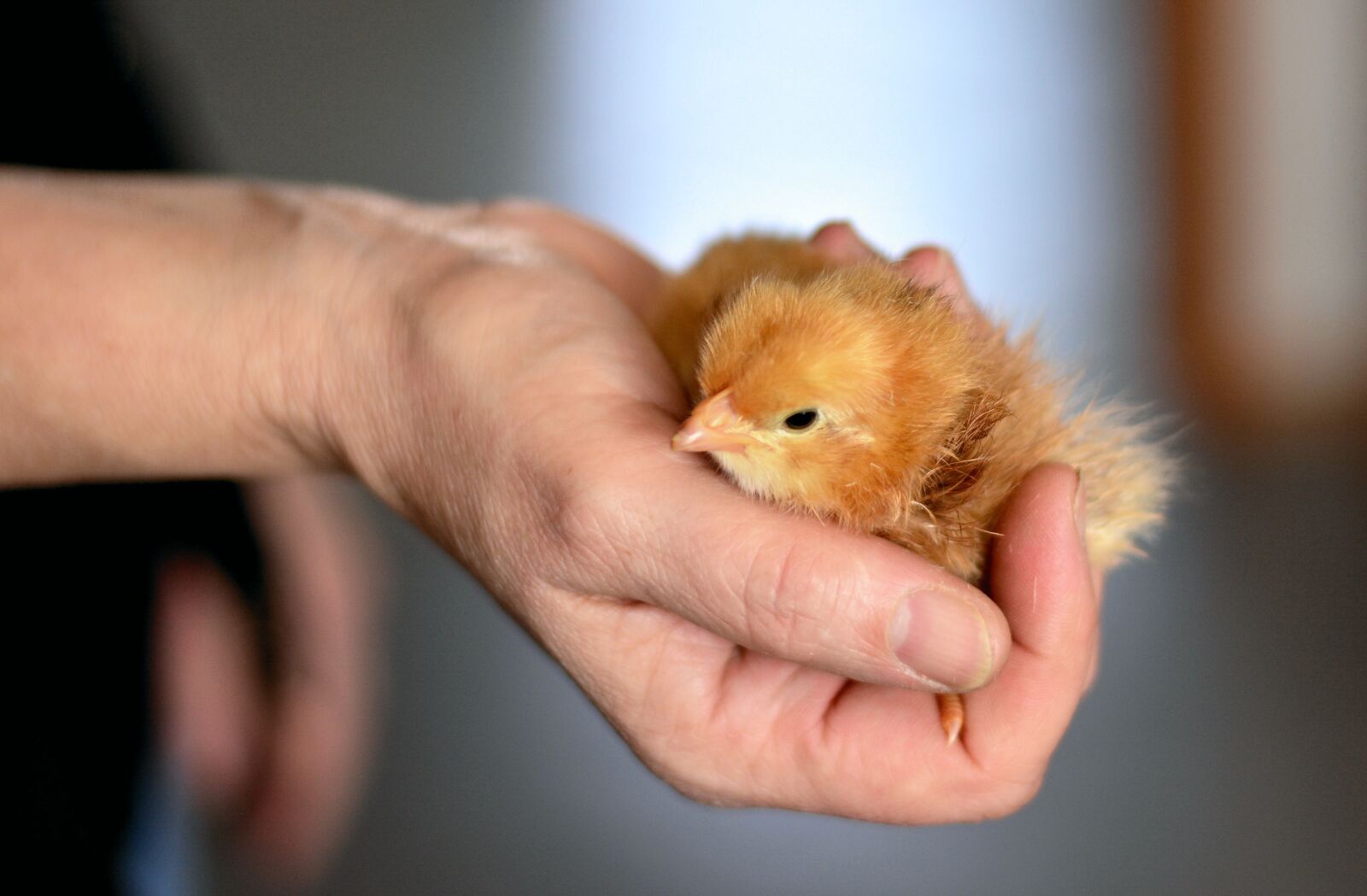 Nikon D5200 sample photo. Chicks, hand, security photography