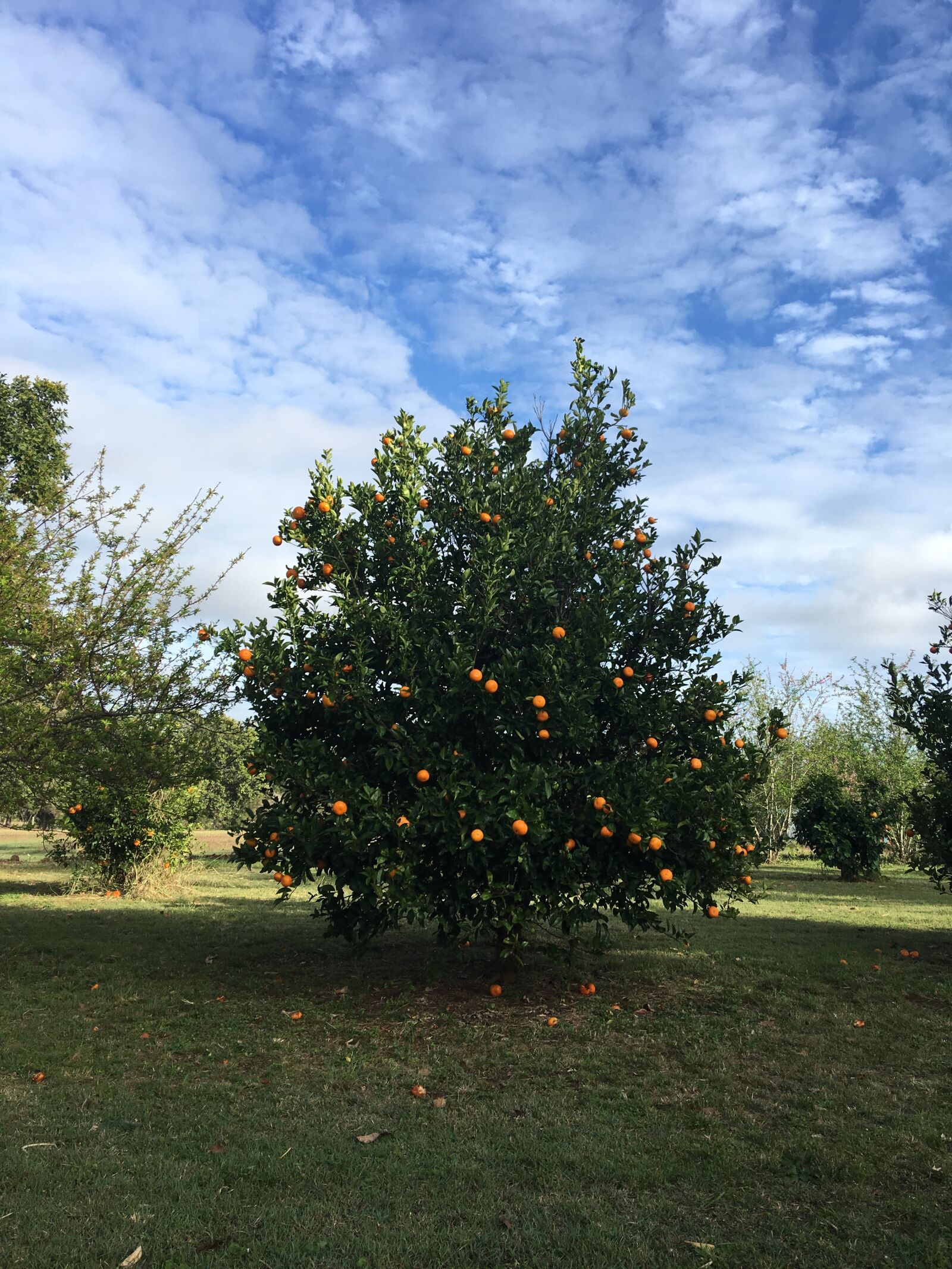 Apple iPhone 6s Plus sample photo. Fruit, oranges, tree photography