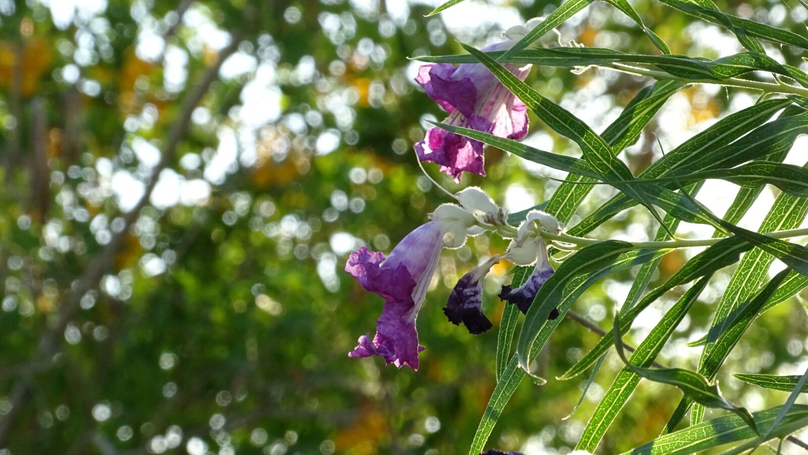 Sony Cyber-shot DSC-HX400V sample photo. Purple, flower, tree photography