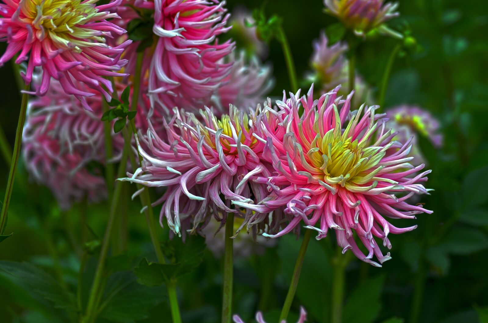 Nikon D90 sample photo. Chrysanthemum, blossom, bloom photography