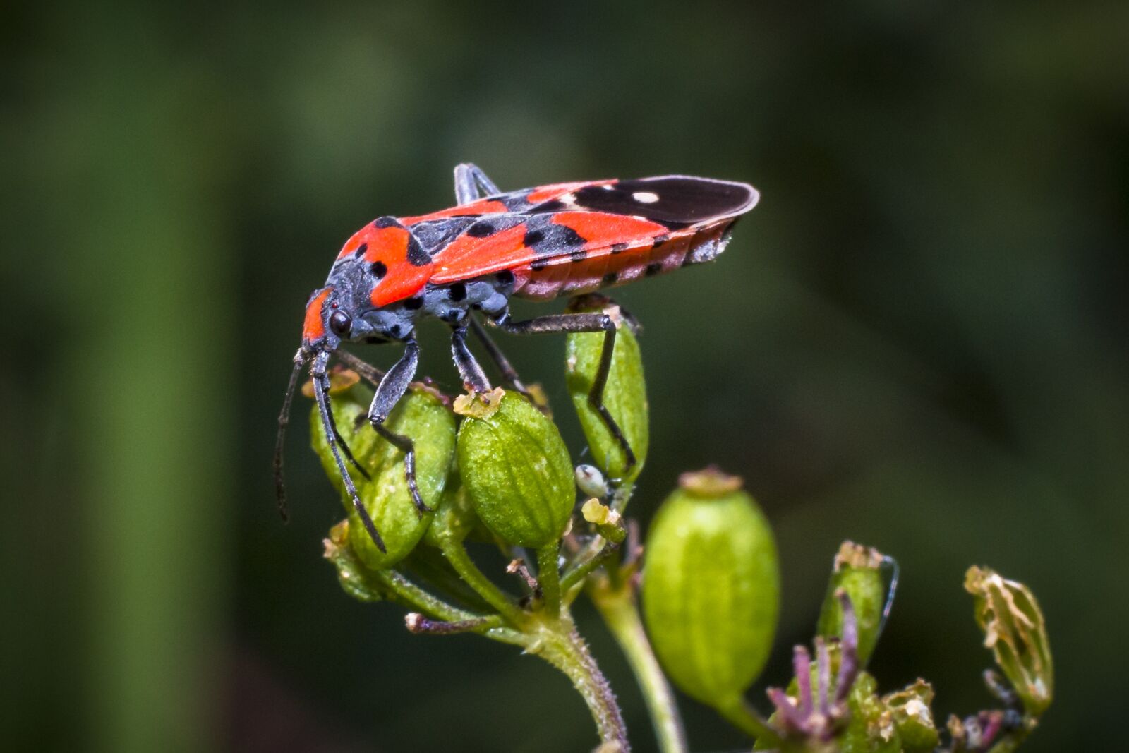 Canon EOS 70D + Canon EF 50mm F1.8 II sample photo. Insect, macro, nature photography