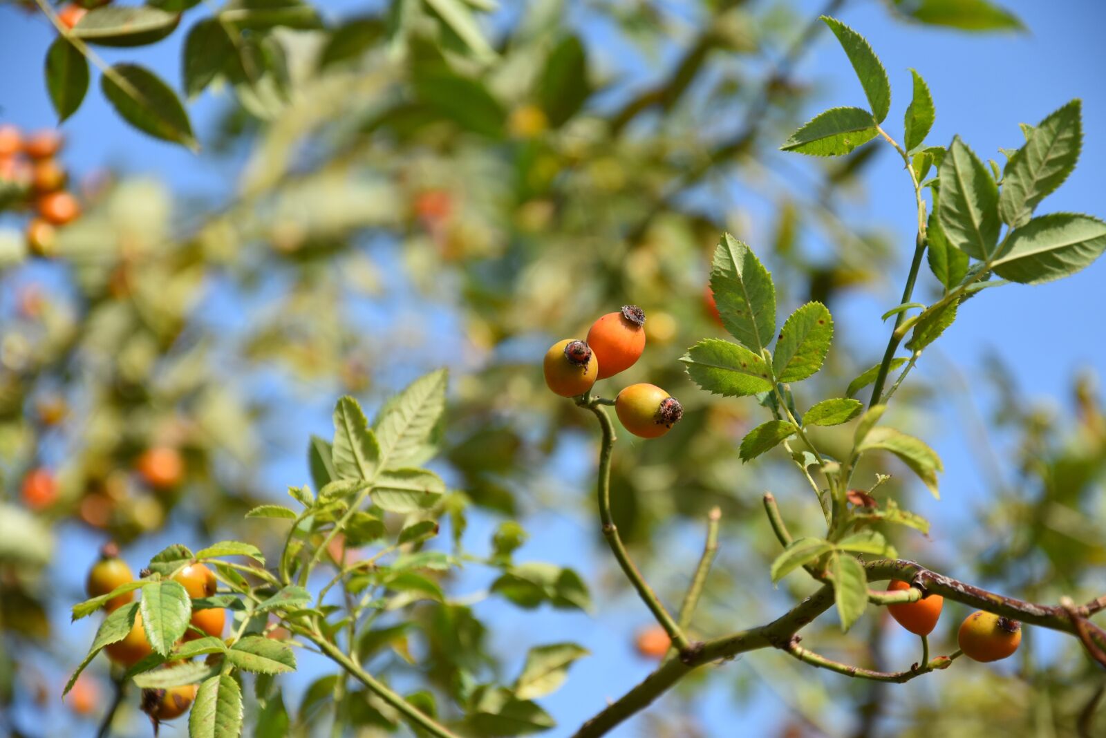 Nikon D5500 sample photo. Rose hip, fruits, tree photography