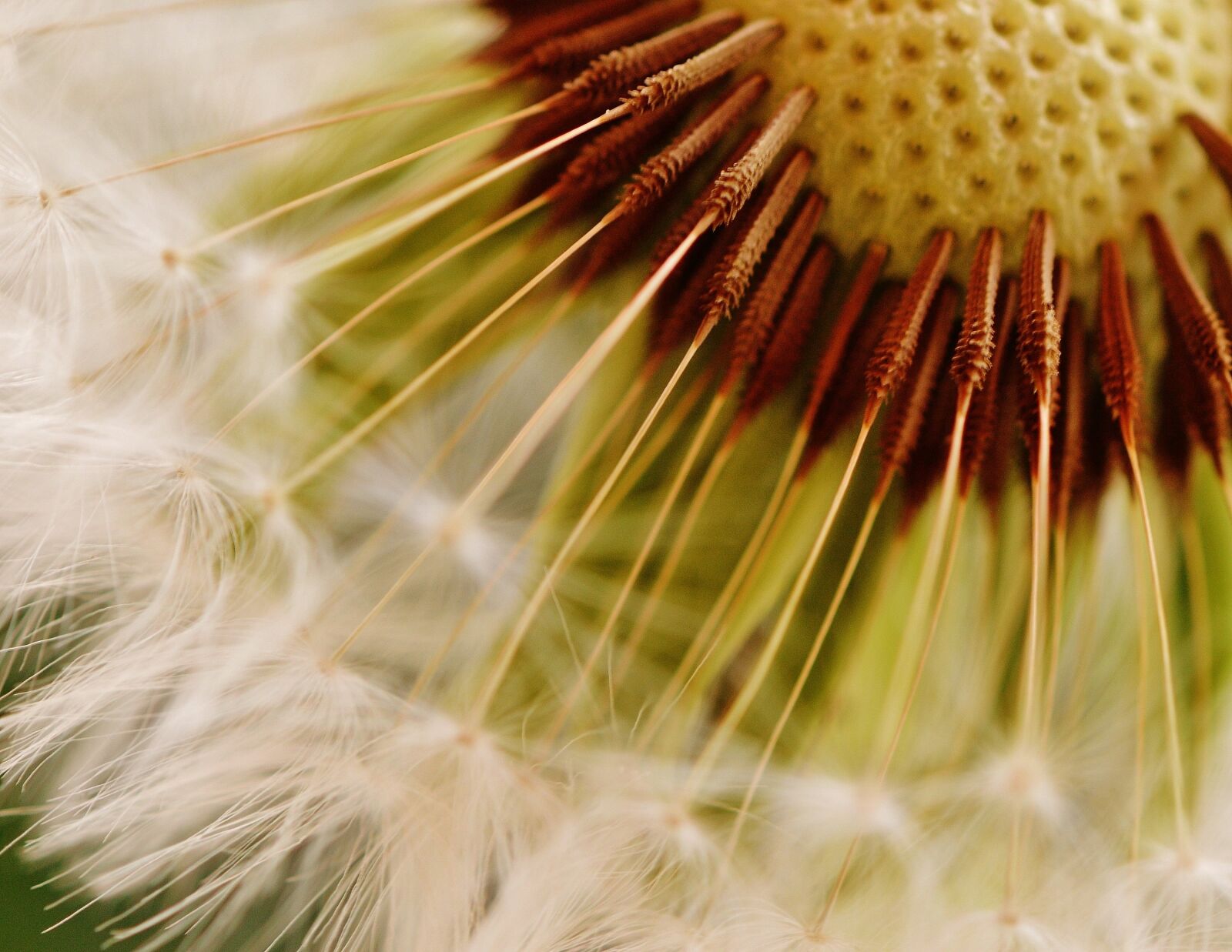 Nikon D3200 sample photo. Dandelion, plant, nature photography