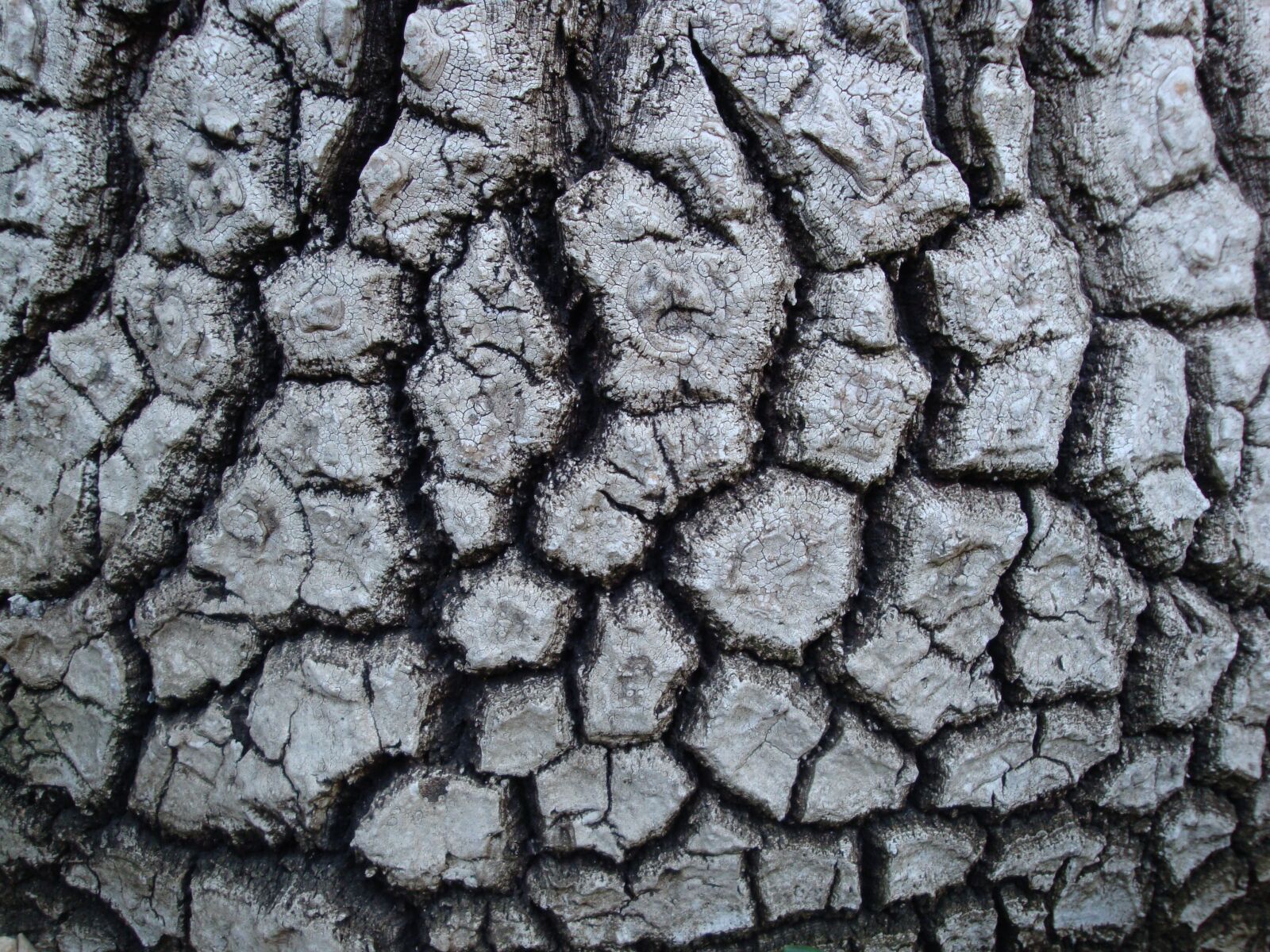 Sony Cyber-shot DSC-W170 sample photo. Nature, bark, tree photography