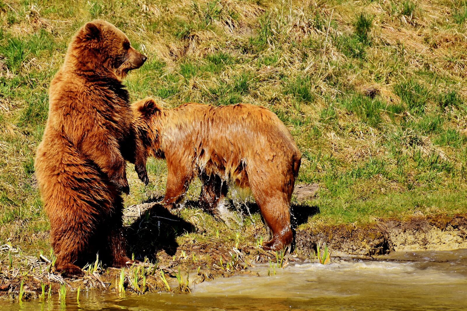Nikon D7200 sample photo. European brown bear, play photography