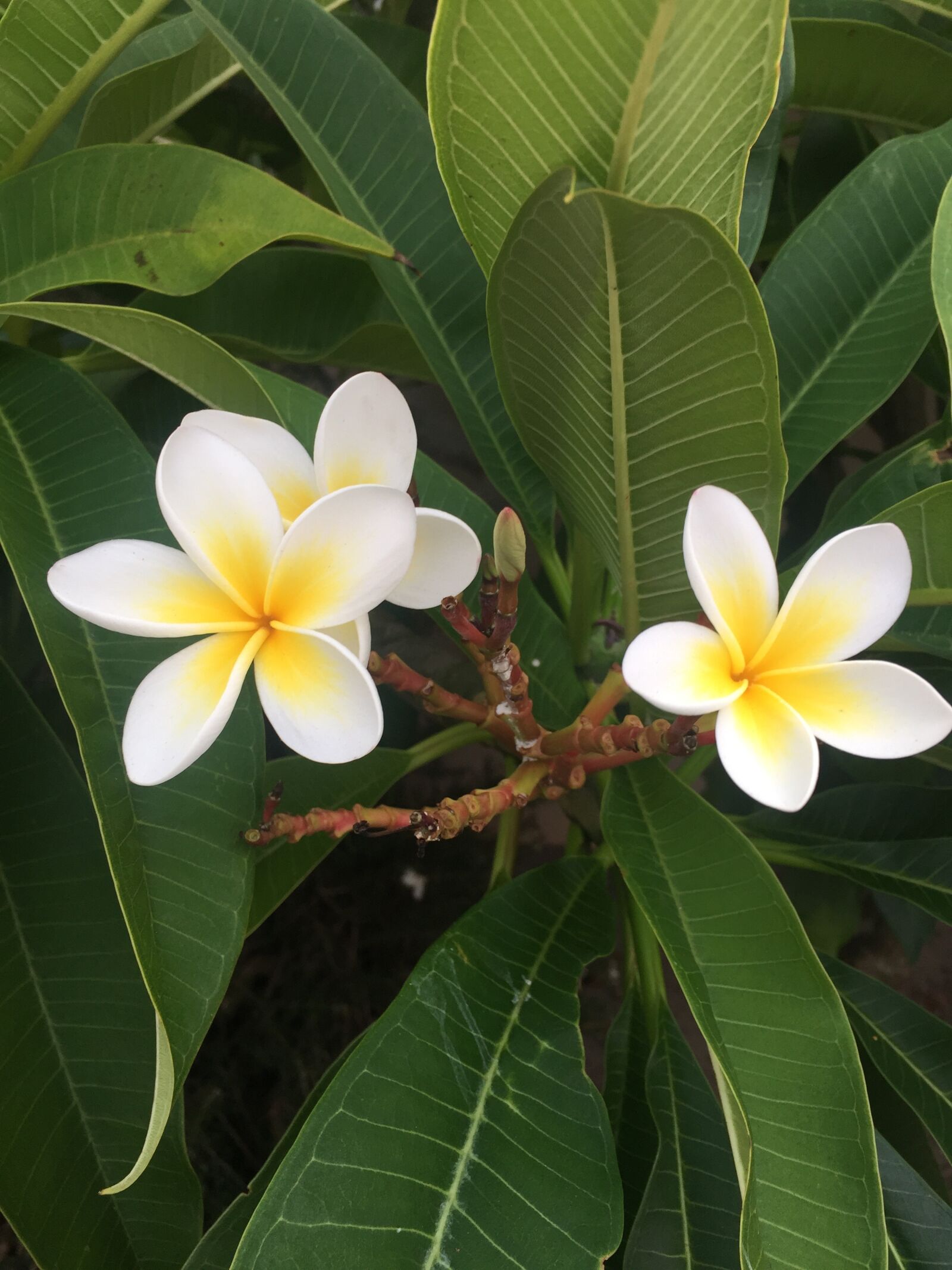 iPhone 6 Plus back camera 4.15mm f/2.2 sample photo. Frangipani, flowers, white photography