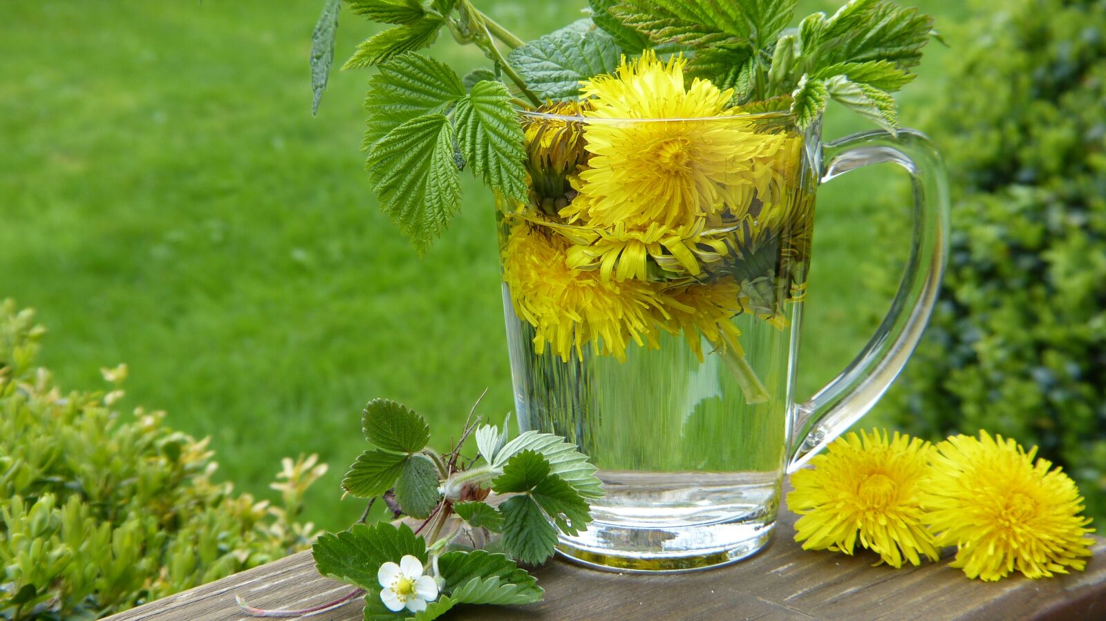 Panasonic Lumix DMC-FZ150 sample photo. Dandelion, taraxum, tee photography