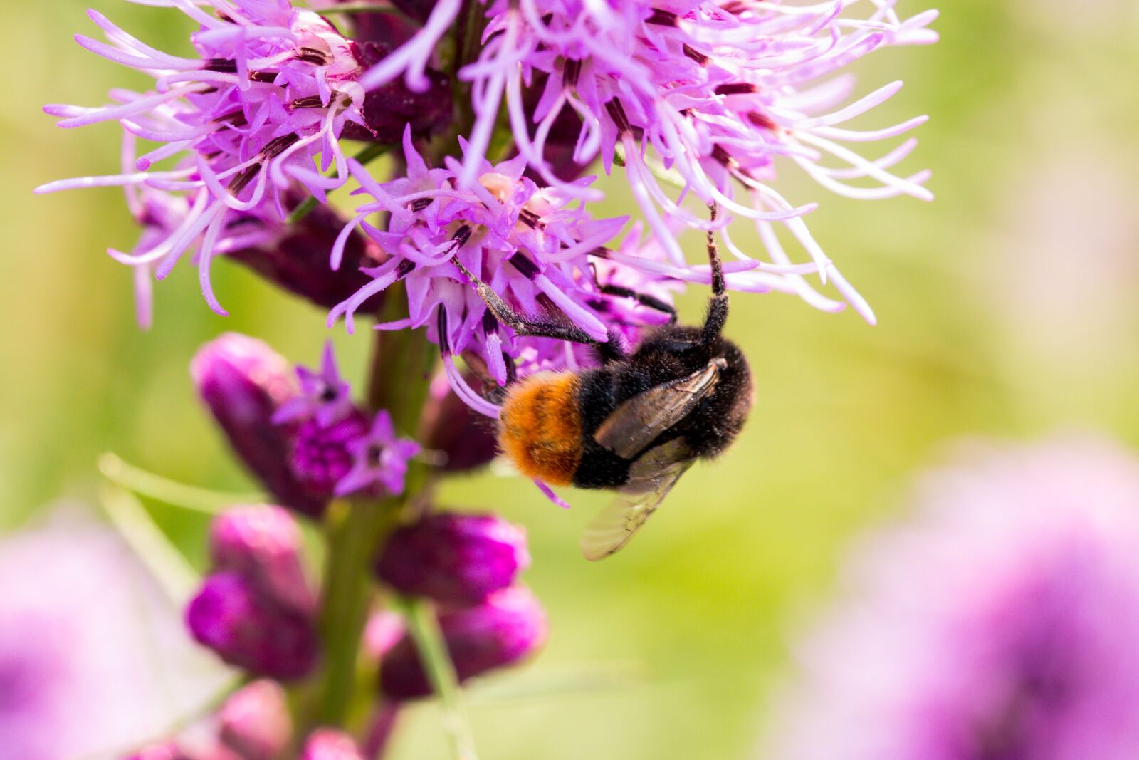 Canon EOS 70D sample photo. Liatris spicata, splendor notch photography