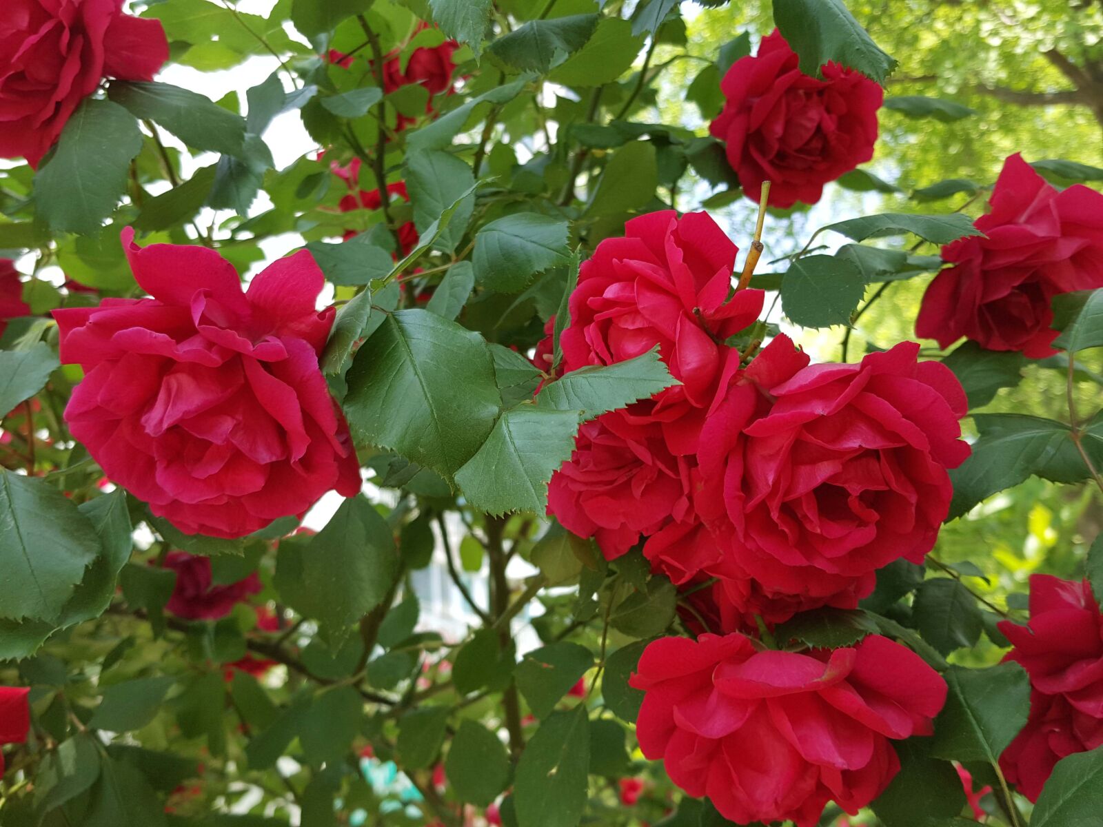 Samsung Galaxy Note5 sample photo. Garden, rose, bright photography