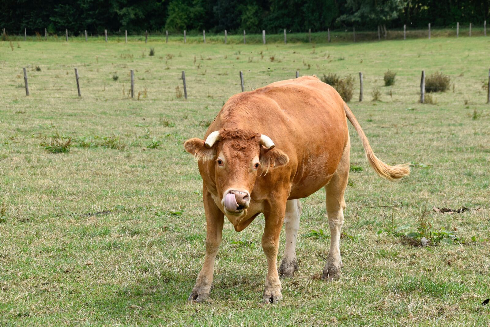 Nikon D5600 sample photo. Cow, cowhide, cow color photography