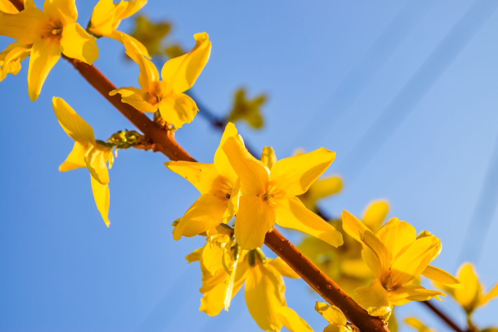 Nikon D5300 sample photo. Background, bloom, blooming photography