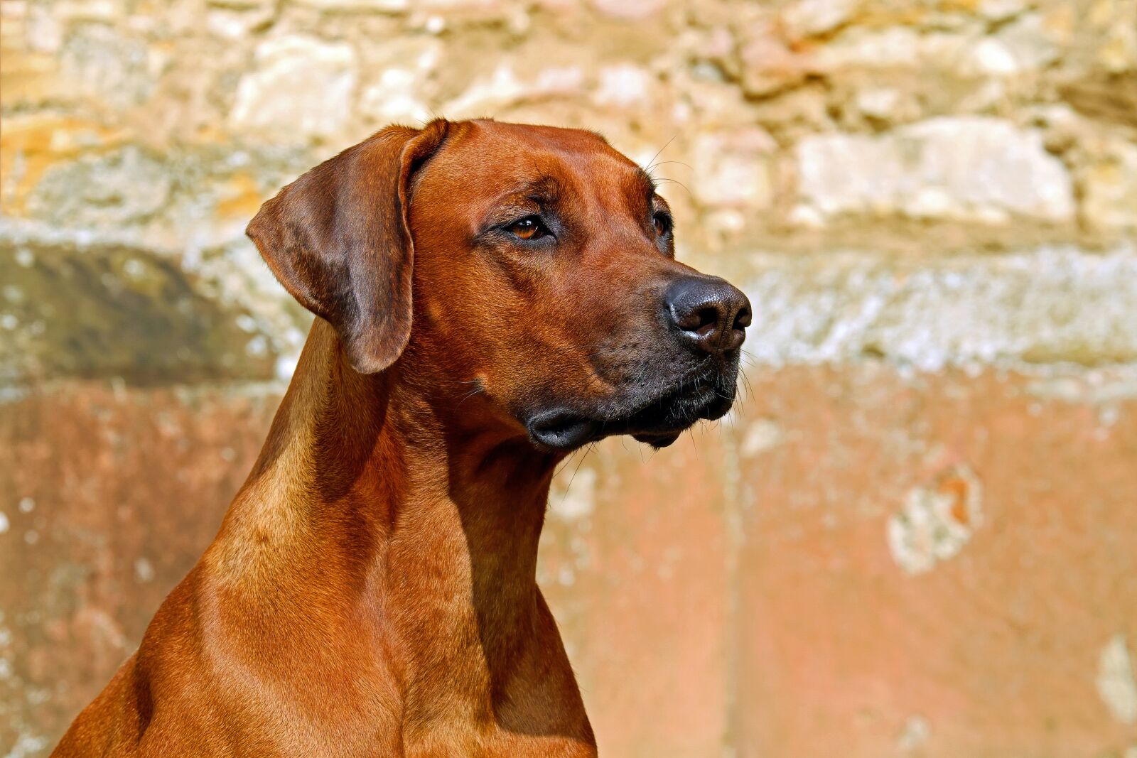Fujifilm XF 55-200mm F3.5-4.8 R LM OIS sample photo. Rhodesian ridgeback, dog, guard photography