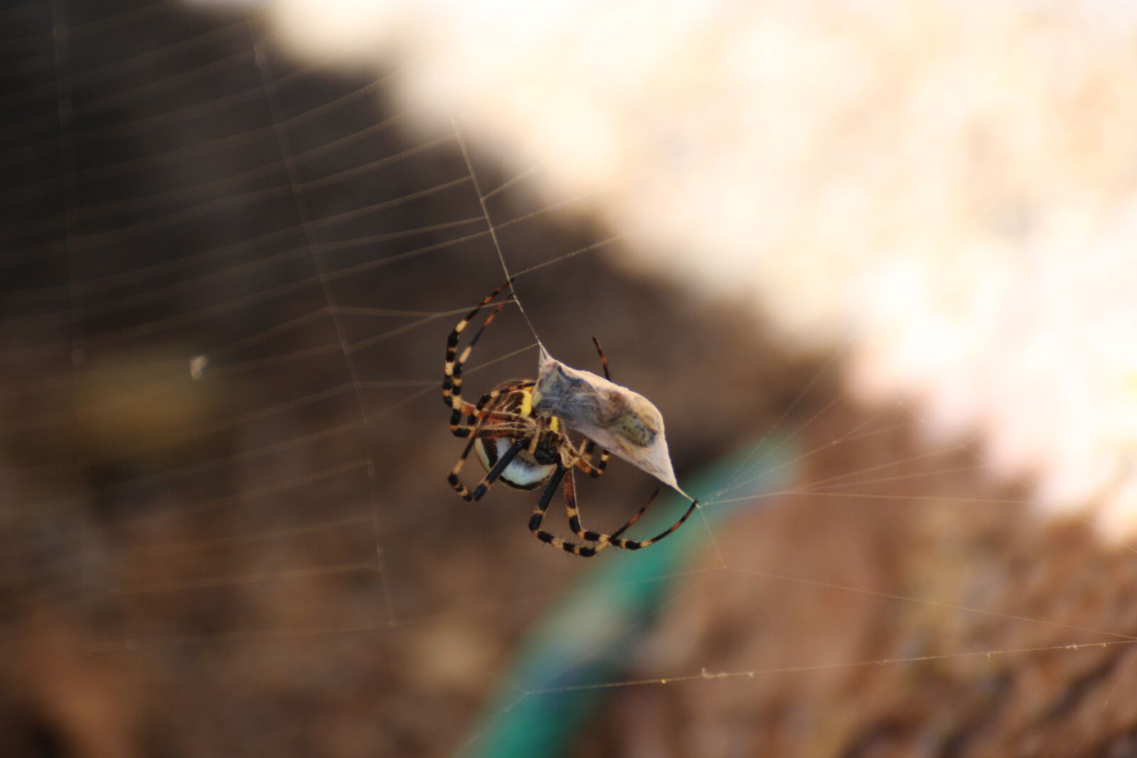 Canon EOS 100D (EOS Rebel SL1 / EOS Kiss X7) sample photo. Wasp spider, spider, cobweb photography
