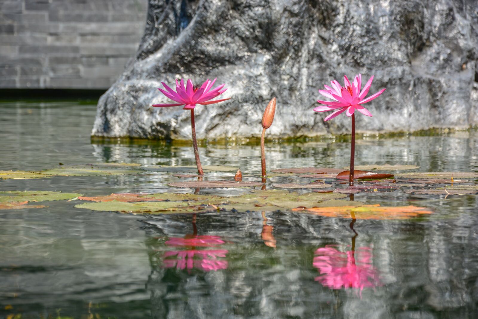 Nikon D7100 sample photo. Lotus, reflection, nature photography