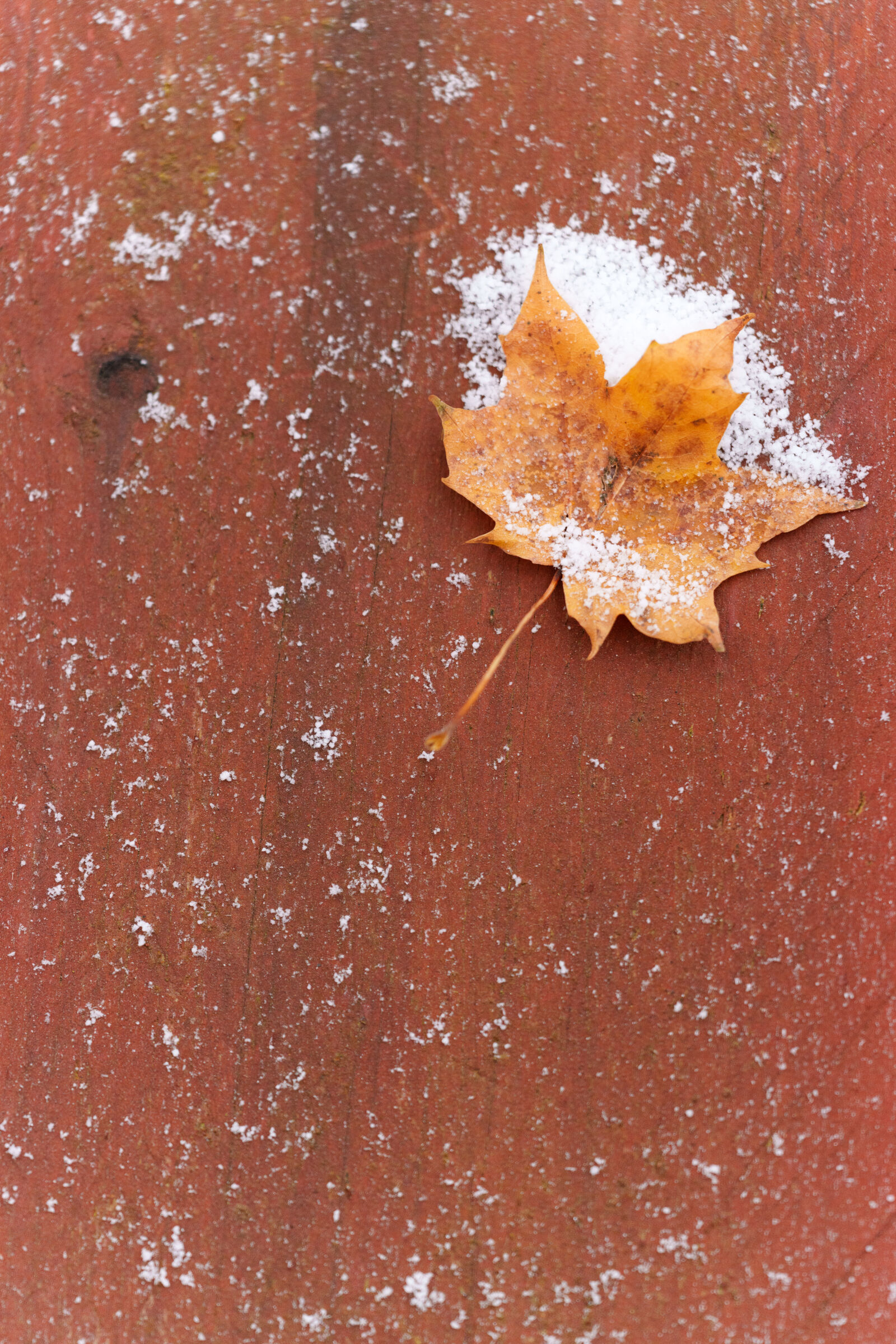 Sigma 70-200mm F2.8 DG DN OS | Sports sample photo. Winter leaf photography