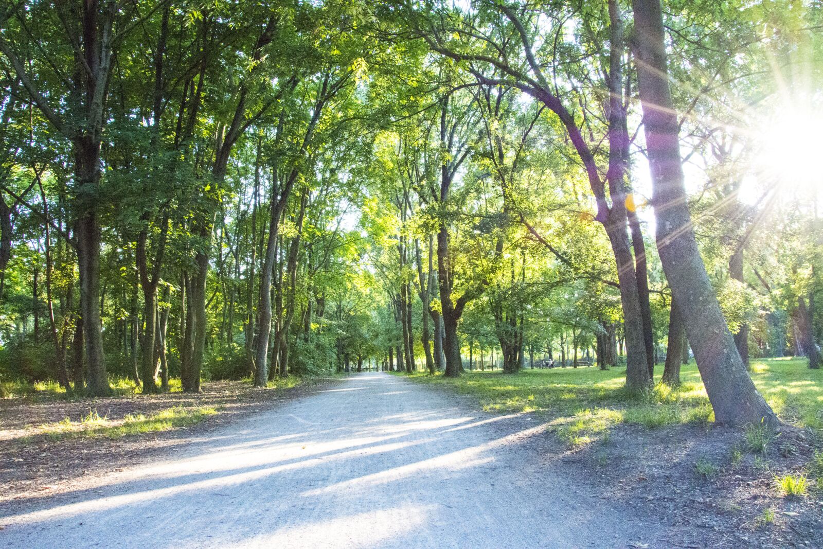 Nikon D7200 sample photo. Path, sunset, forest photography