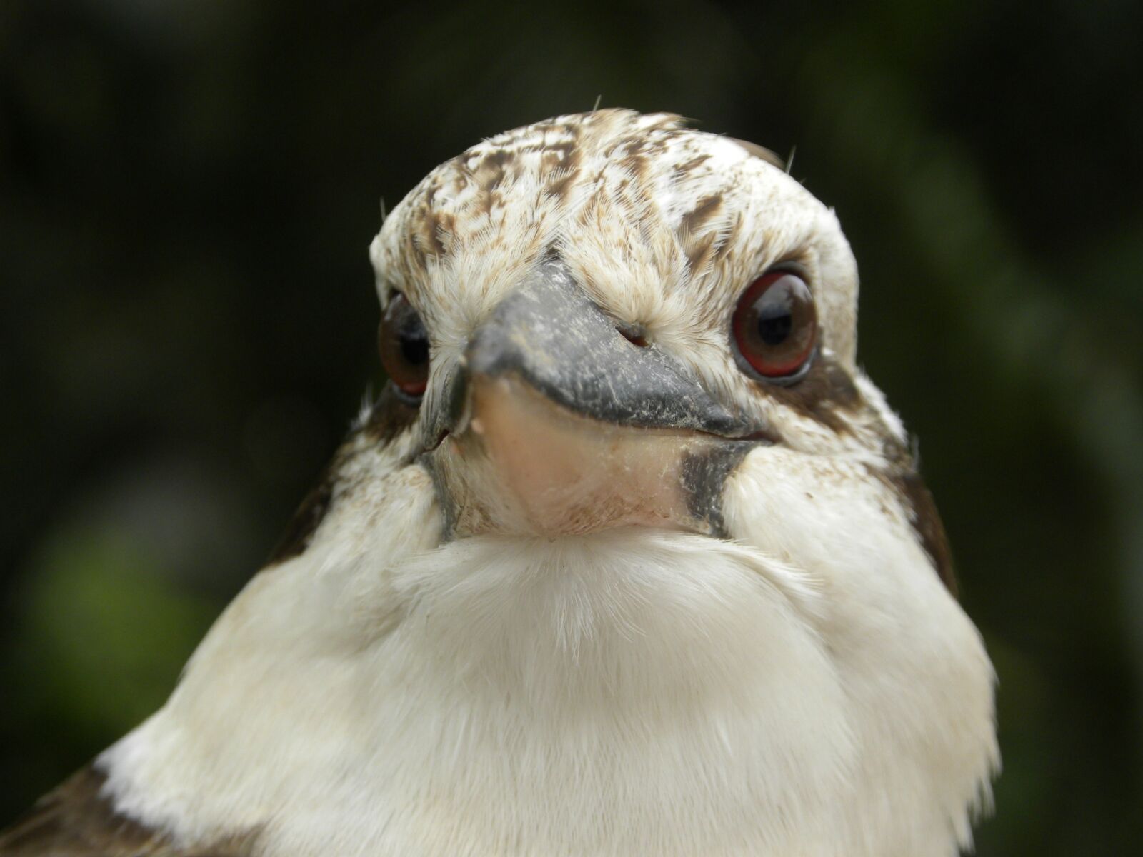 Nikon Coolpix P90 sample photo. Laughing kookaburra, dacelo novaeguineae photography