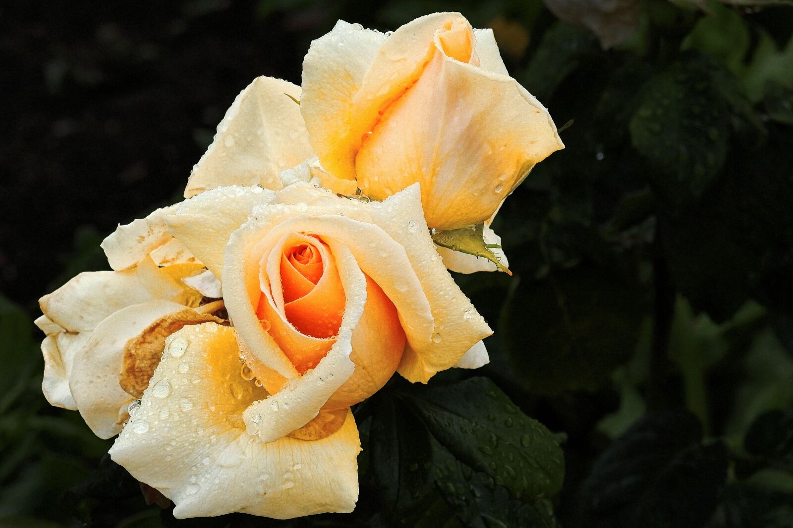 Nikon Coolpix P900 sample photo. Rose, yellow rose, rose photography