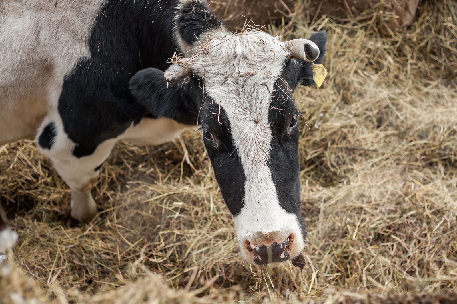 Canon EOS-1D Mark II sample photo. Animals, farm, livestock photography